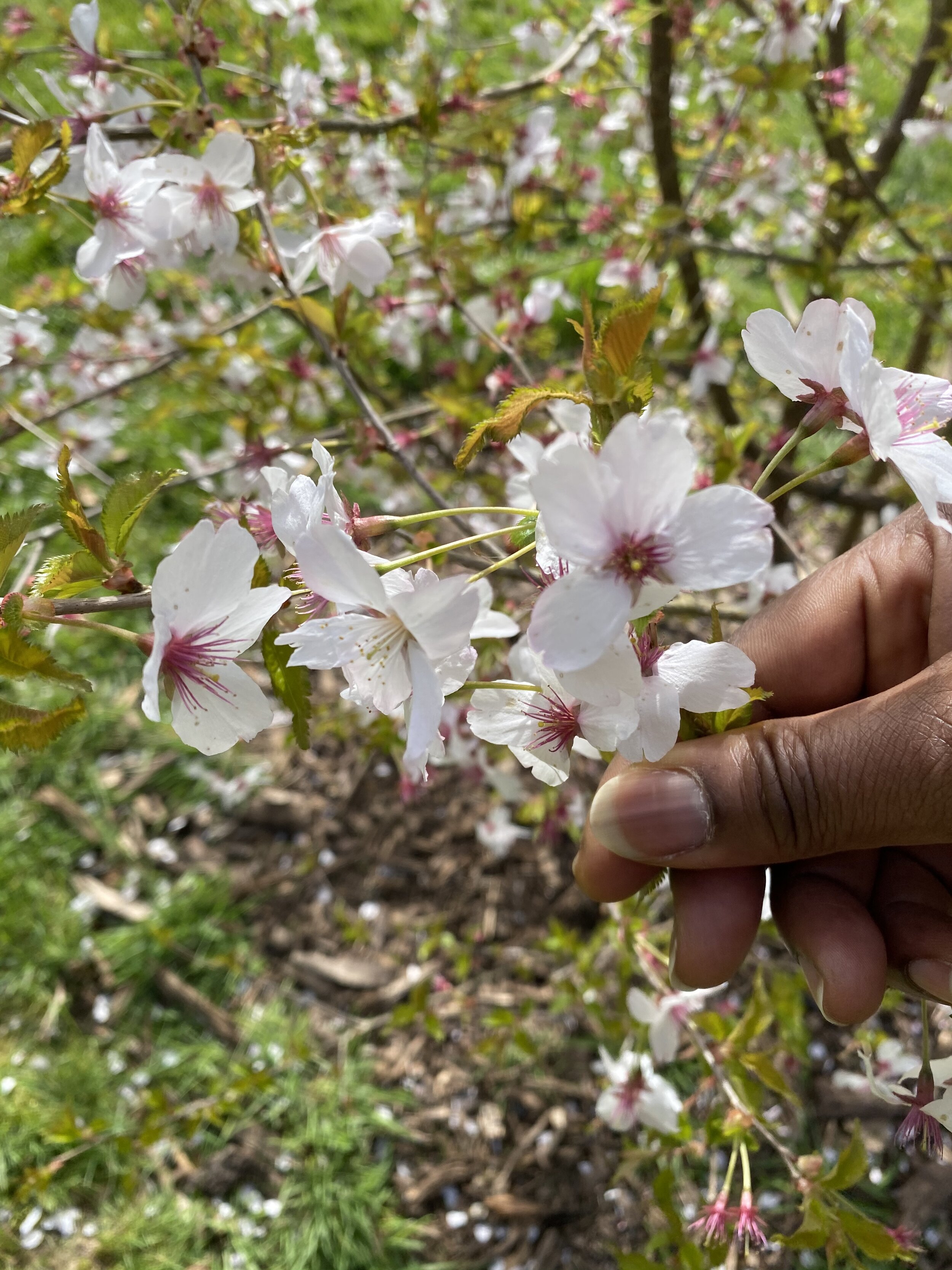 Fuji Cherry or Prunus incisa. Kew Gardens, London 2020