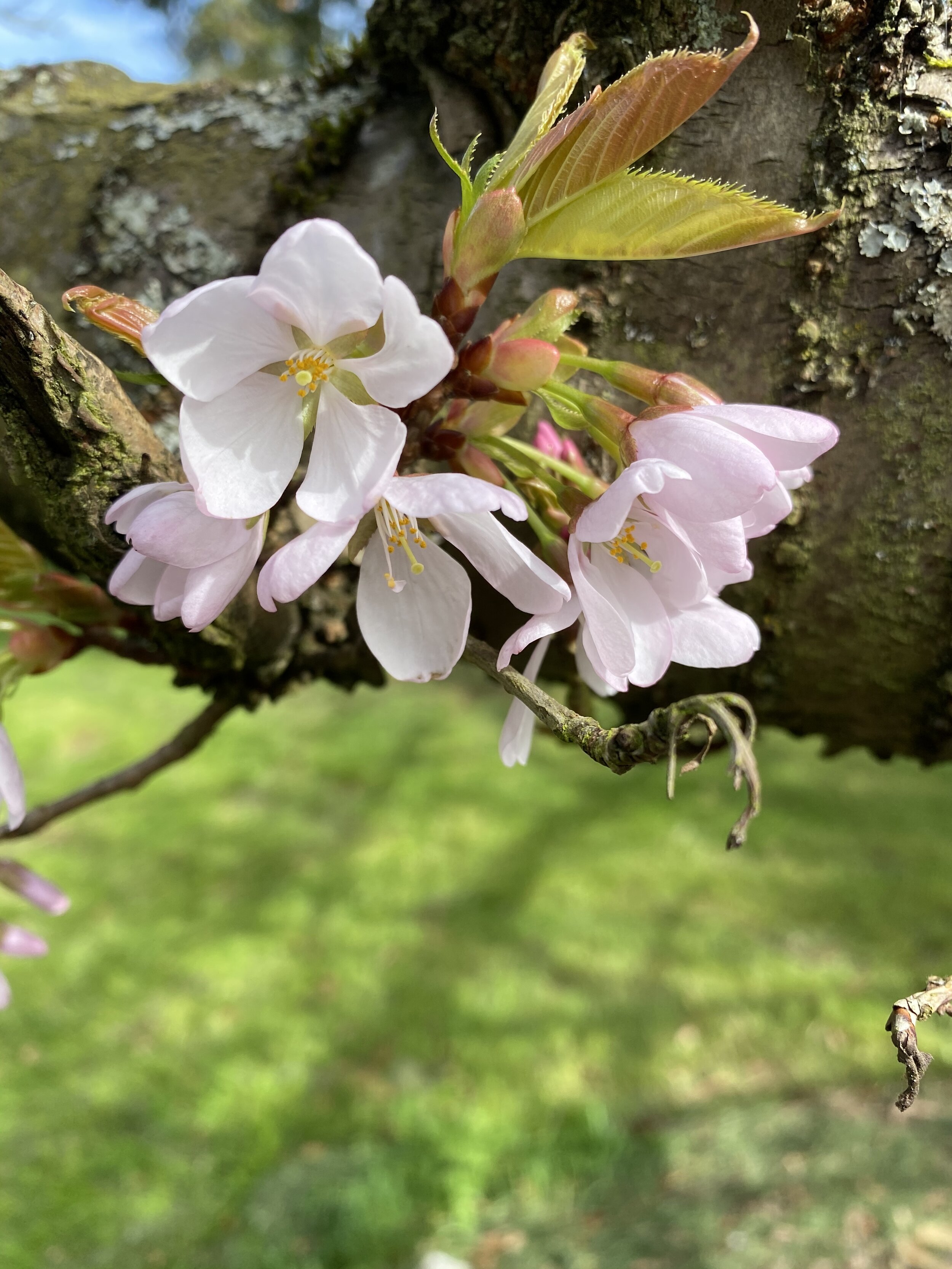 Prunus x juddii. Kew Gardens, London 2020