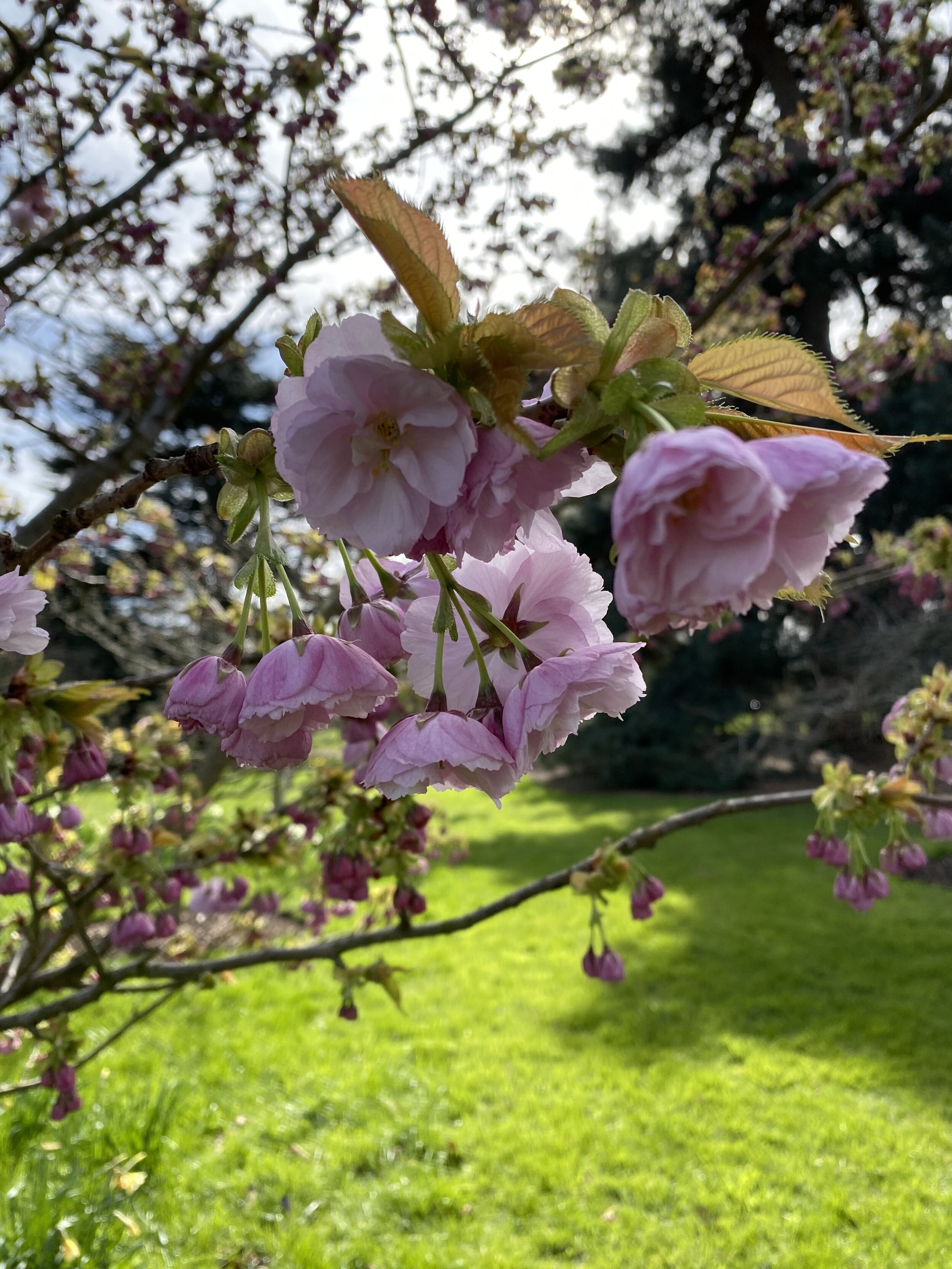 Prunus 'Kanzan'. Kew Gardens, London 2020