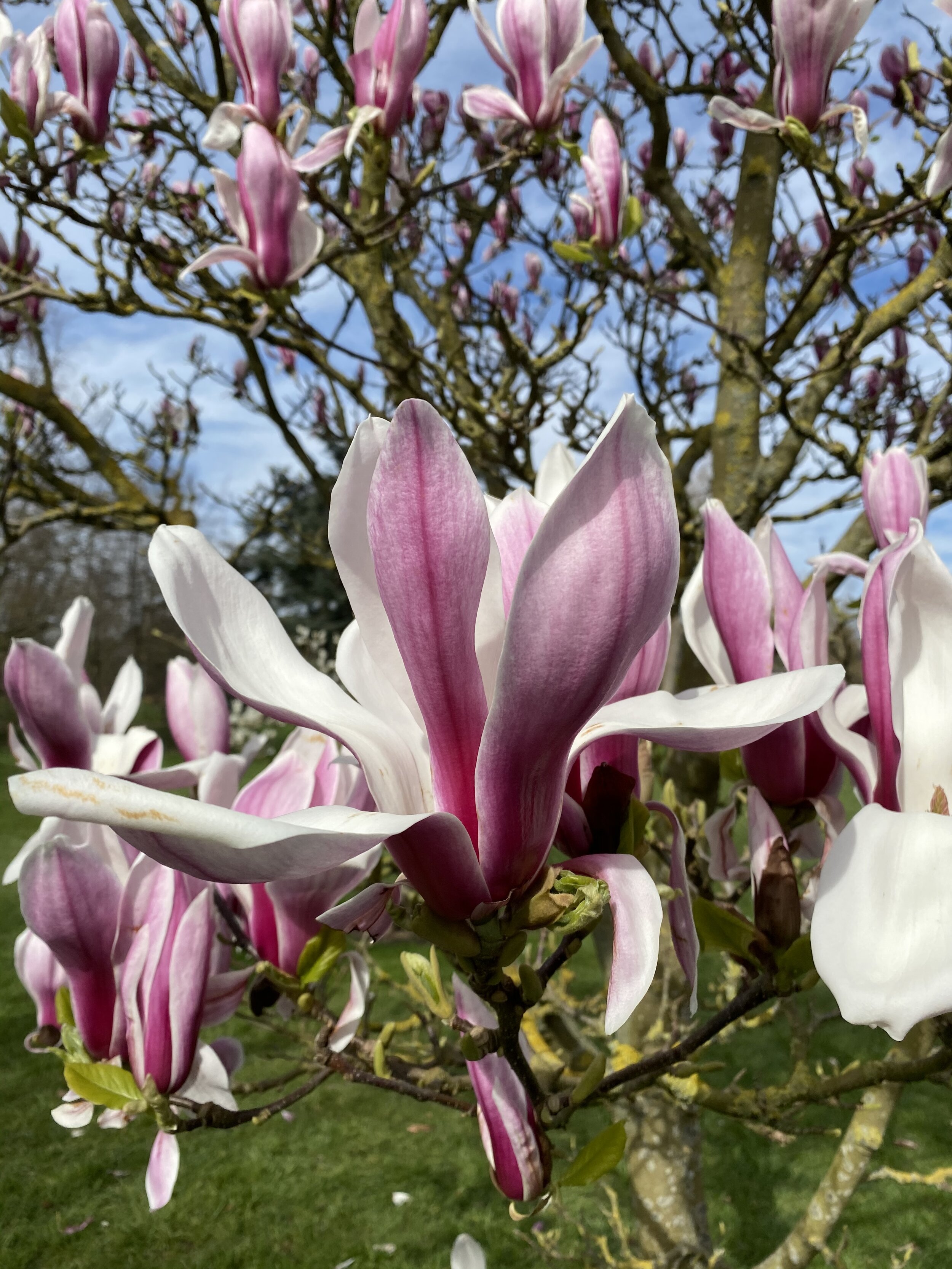 Magnolia 'Picotee'  