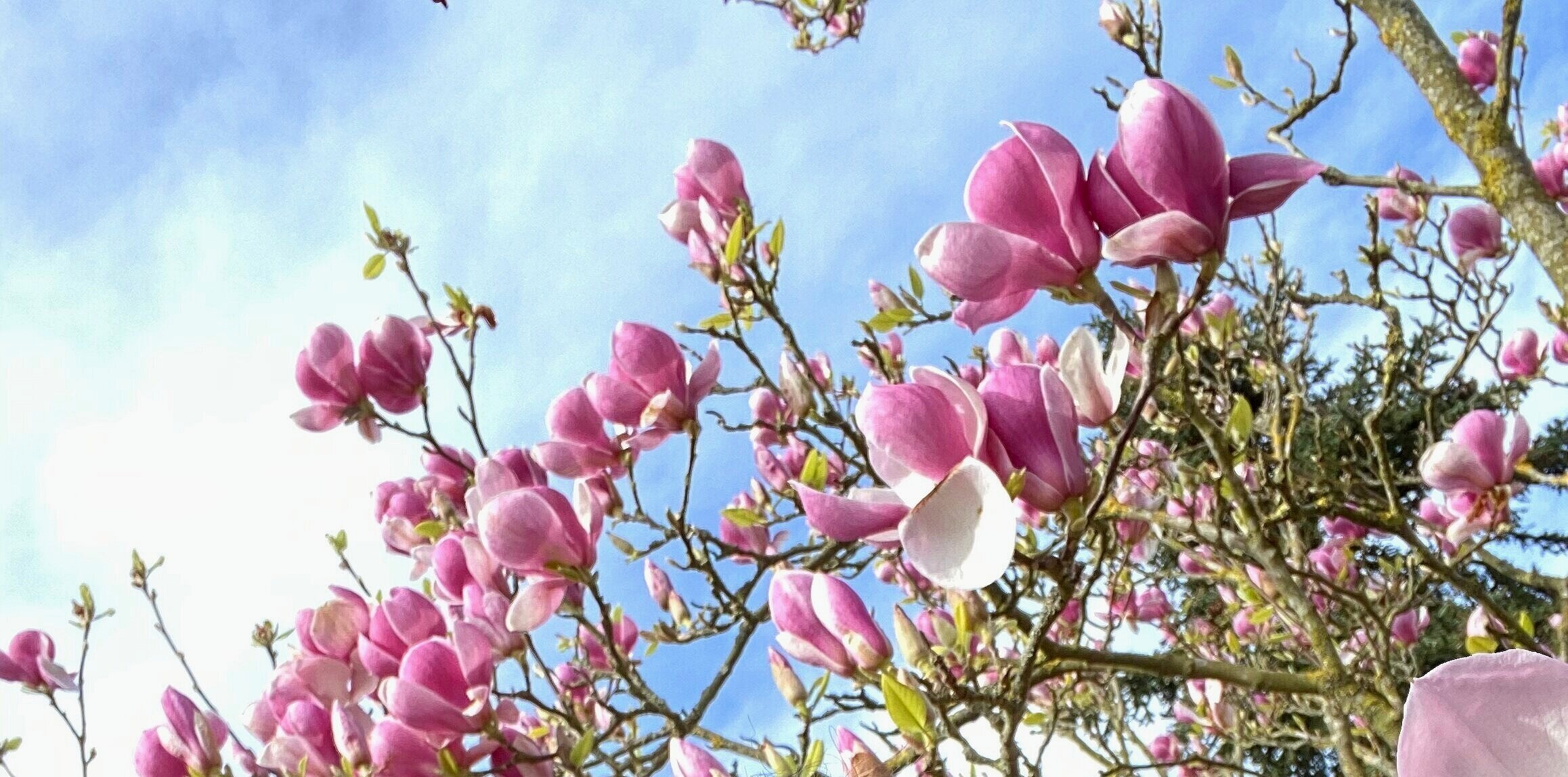 Magnificent magnolias — Kinimori