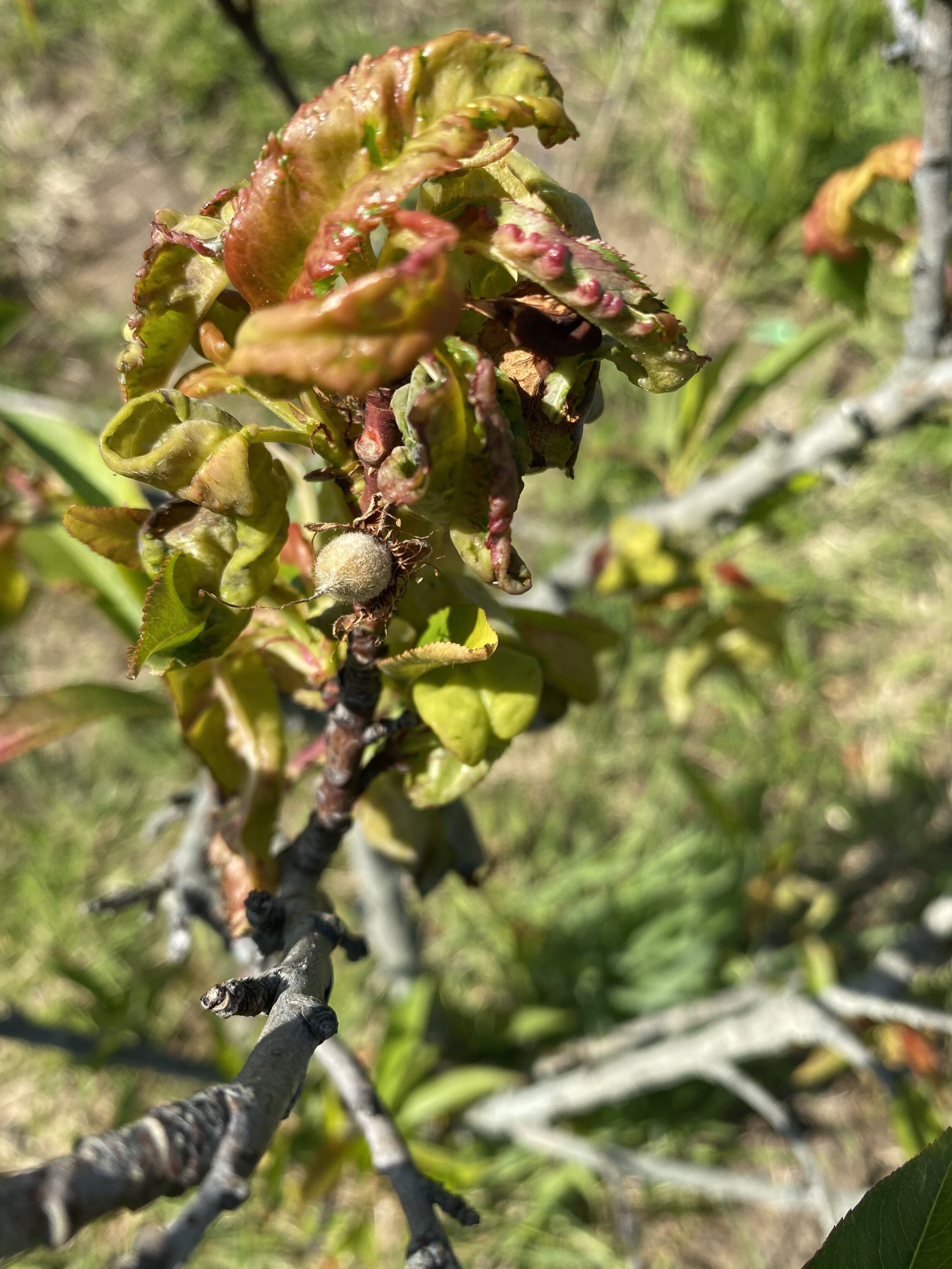 A peach fruit has set but the tree is diseased