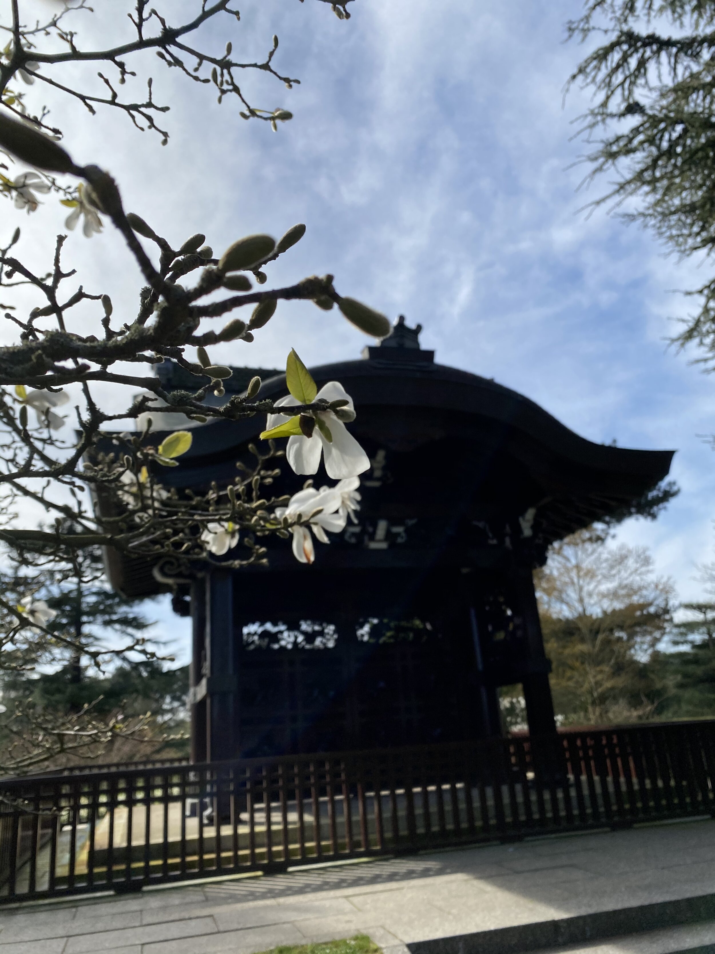 White magnolia flower near the Chokushi-Mon (Gateway of the Imperial Messenger)