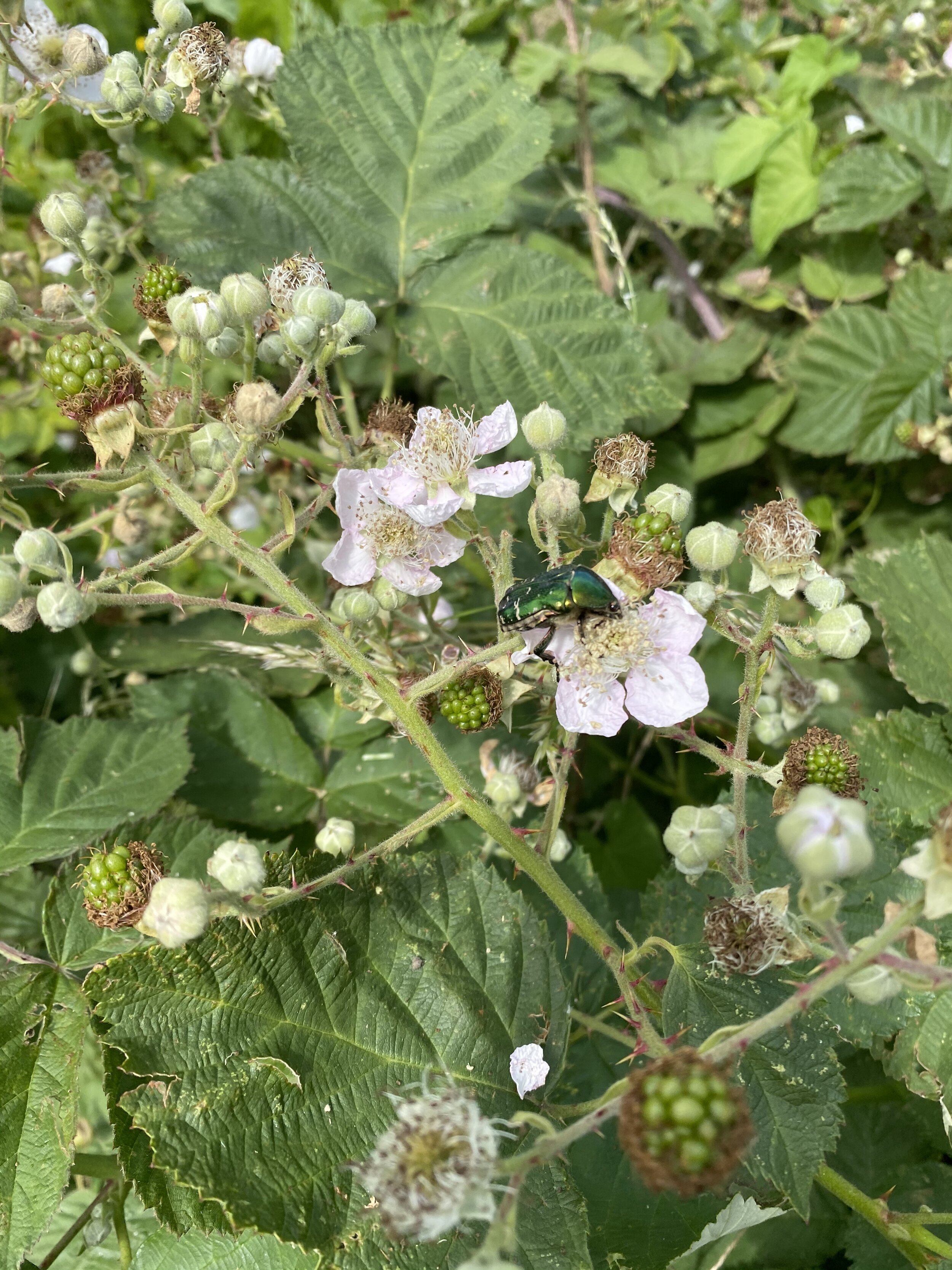 Blackberries, also of the rose family, are on the way too (much later though)!