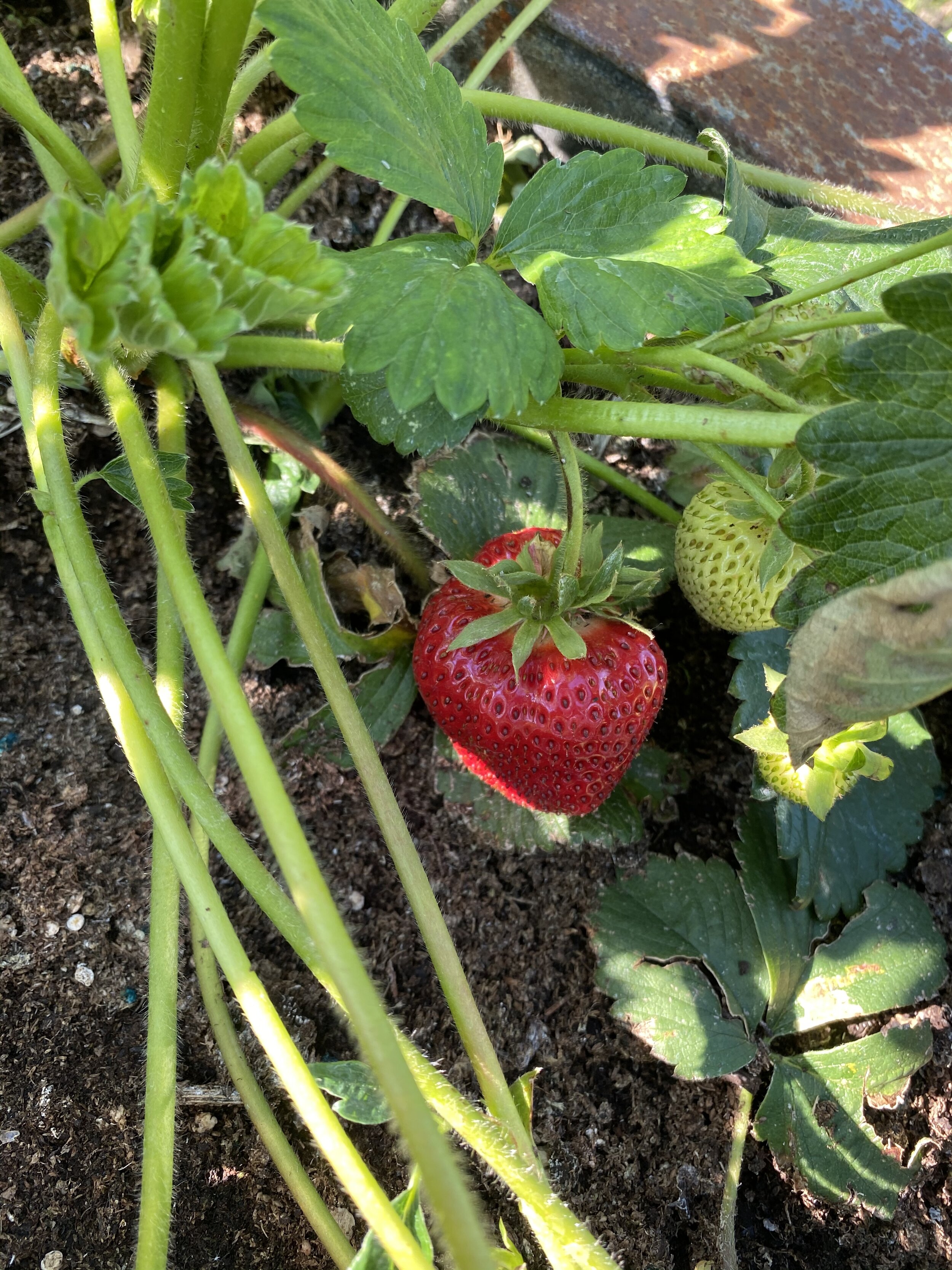 Strawberries a plenty!