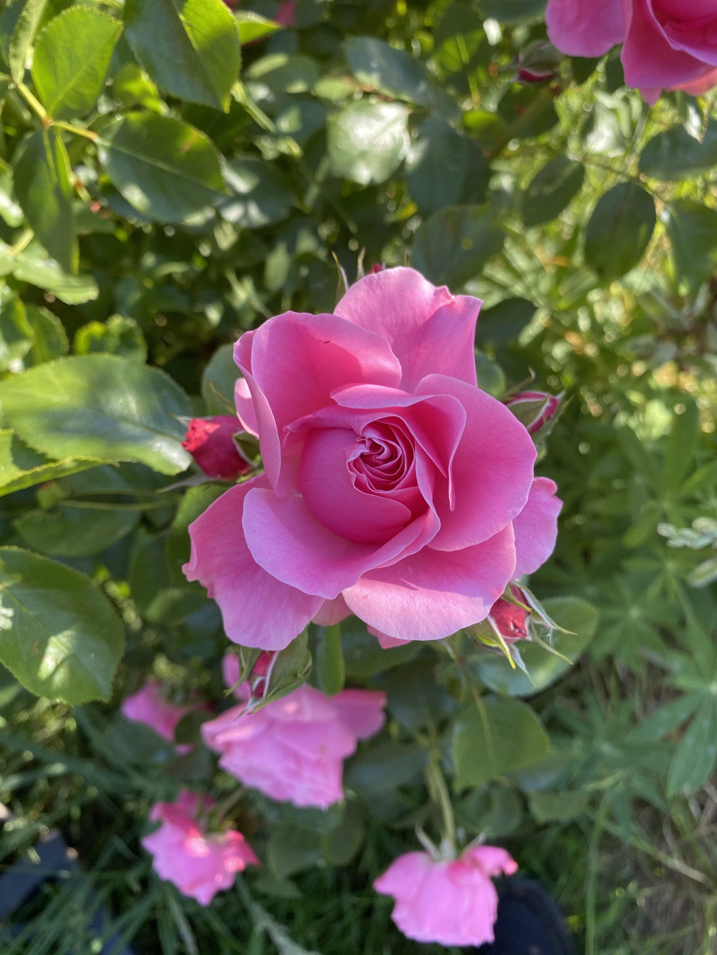 Rosa 'Leonardo da Vinci'. Nothing short of a natural masterpiece!