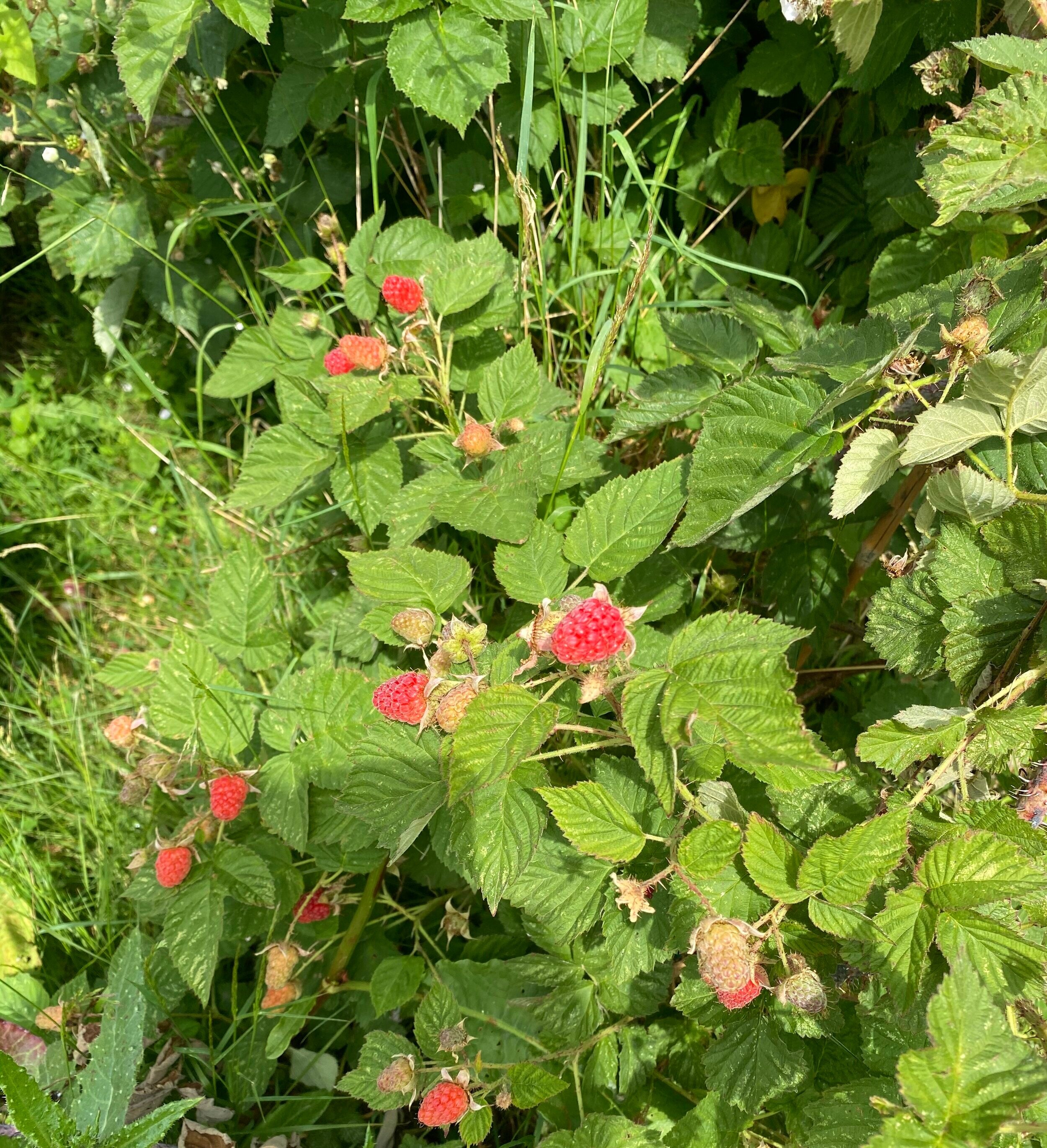 wild raspberry plant