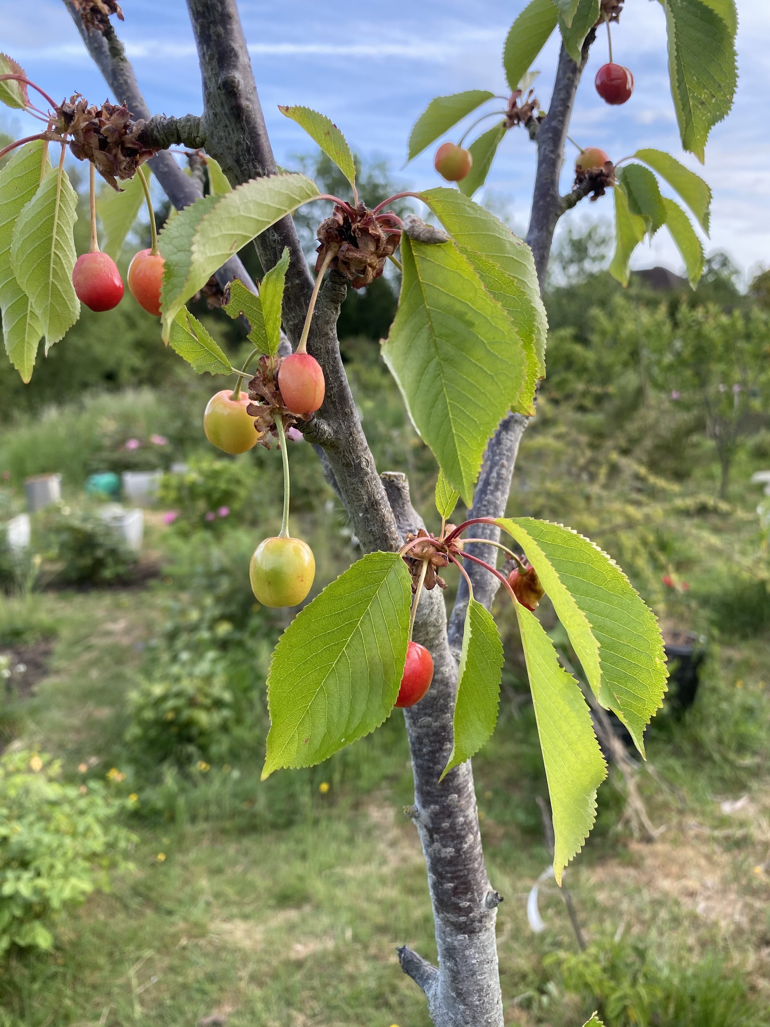 Cherries ripening!