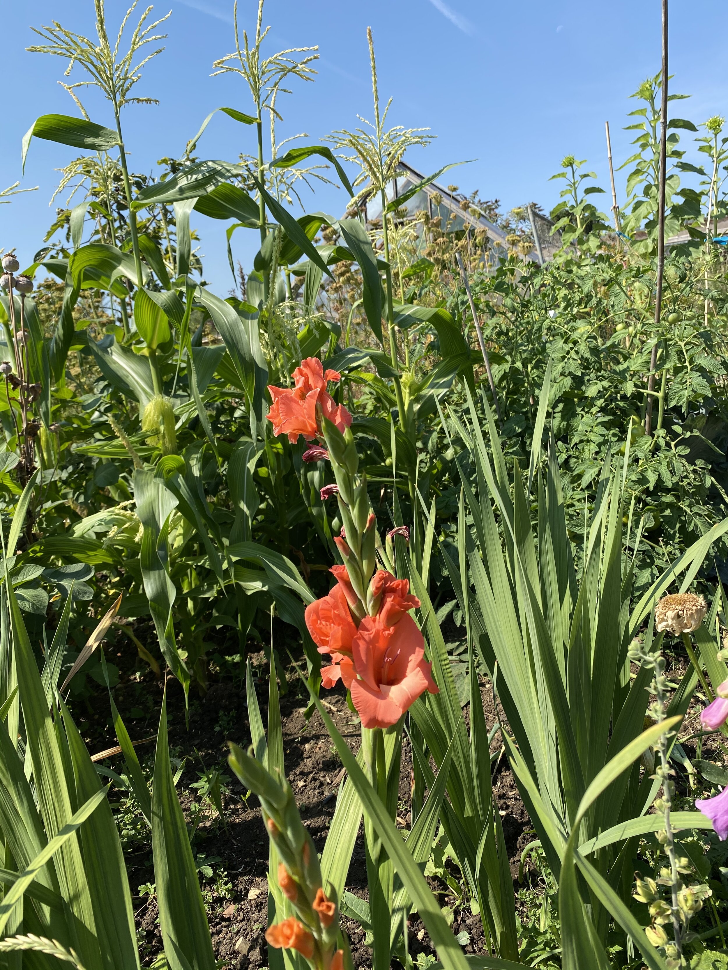 Gladiolus flowers opening to a backdrop of maize plant tassles on my plot