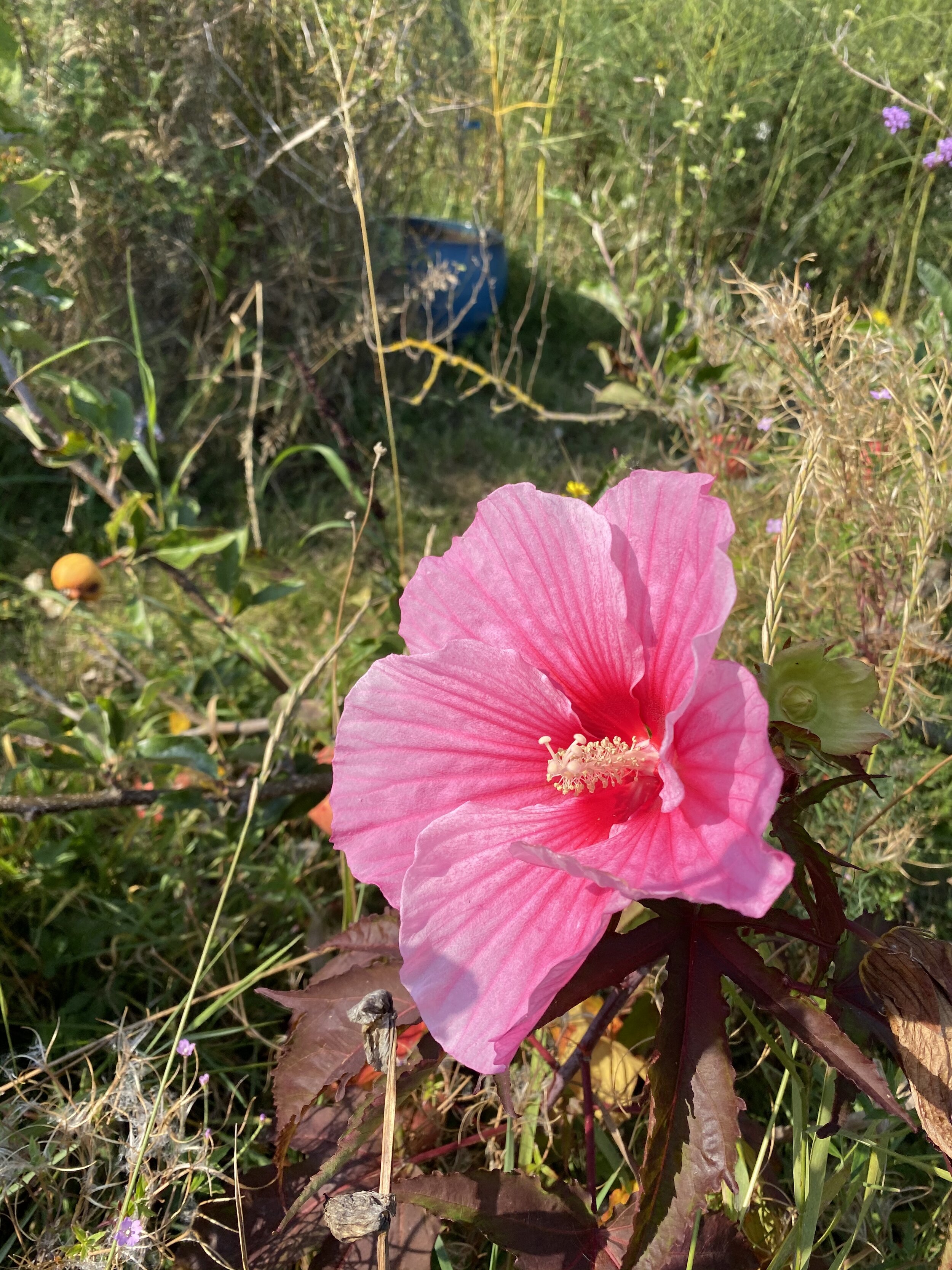 Pink Hibiscus moscheutus flower. The plant has large purplish-brown palmate leaves