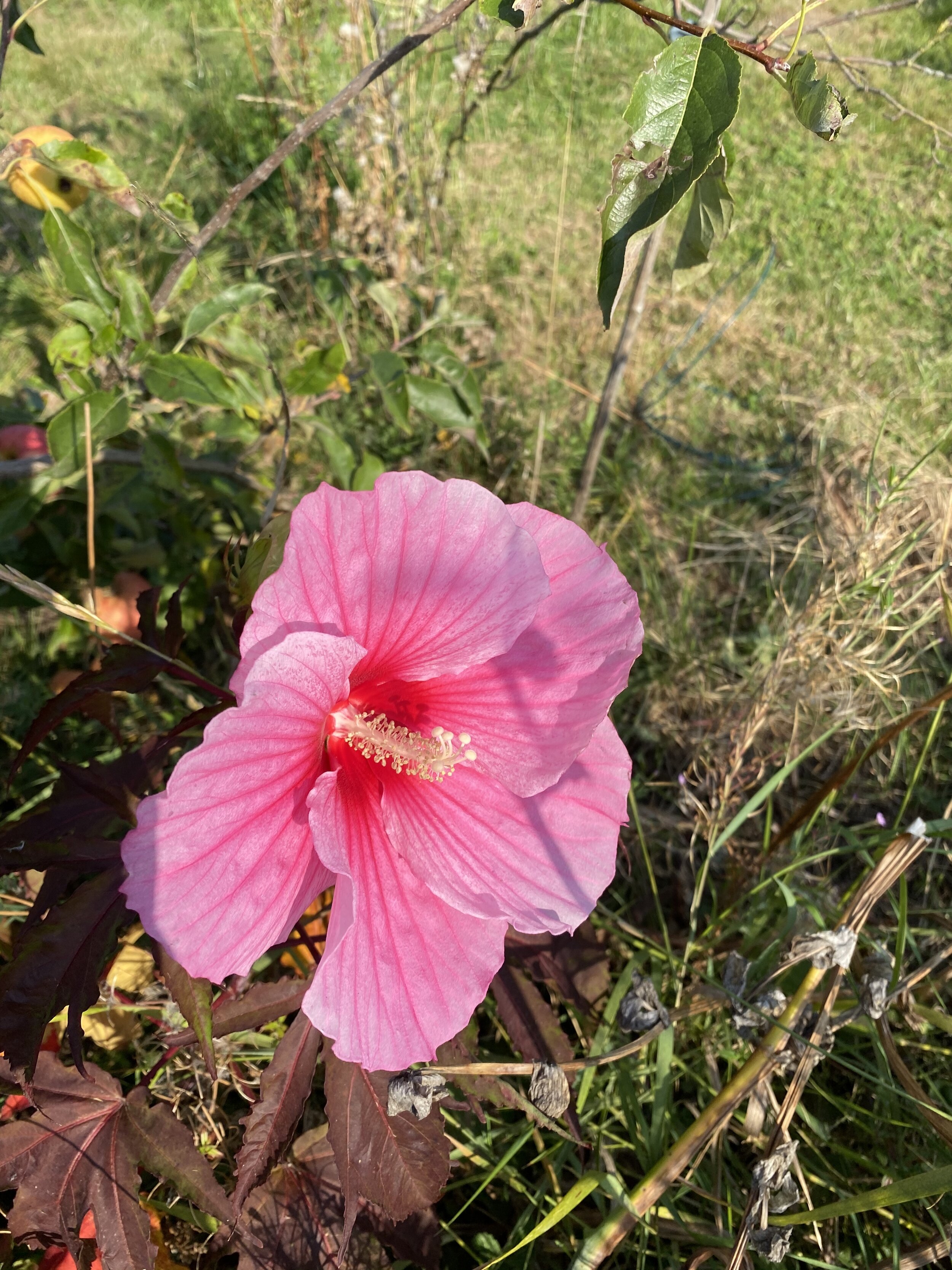 Pink Hibiscus moscheutus flower