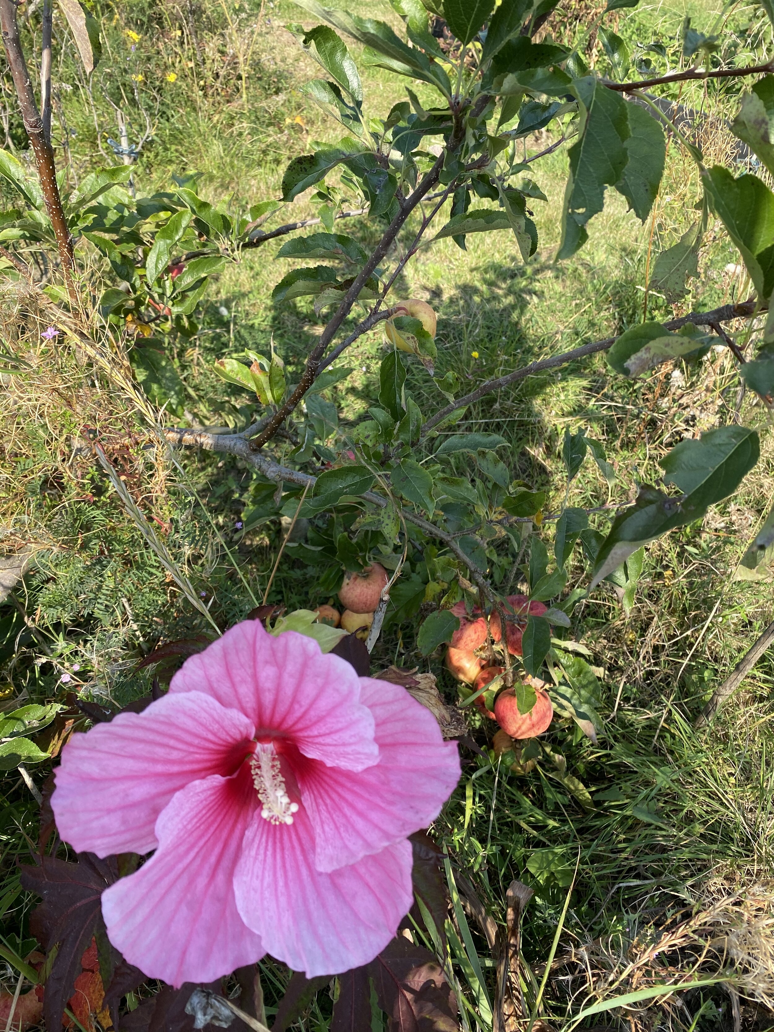 Pink Hibiscus moscheutus flower. The plant lives near a dwarf apple tree