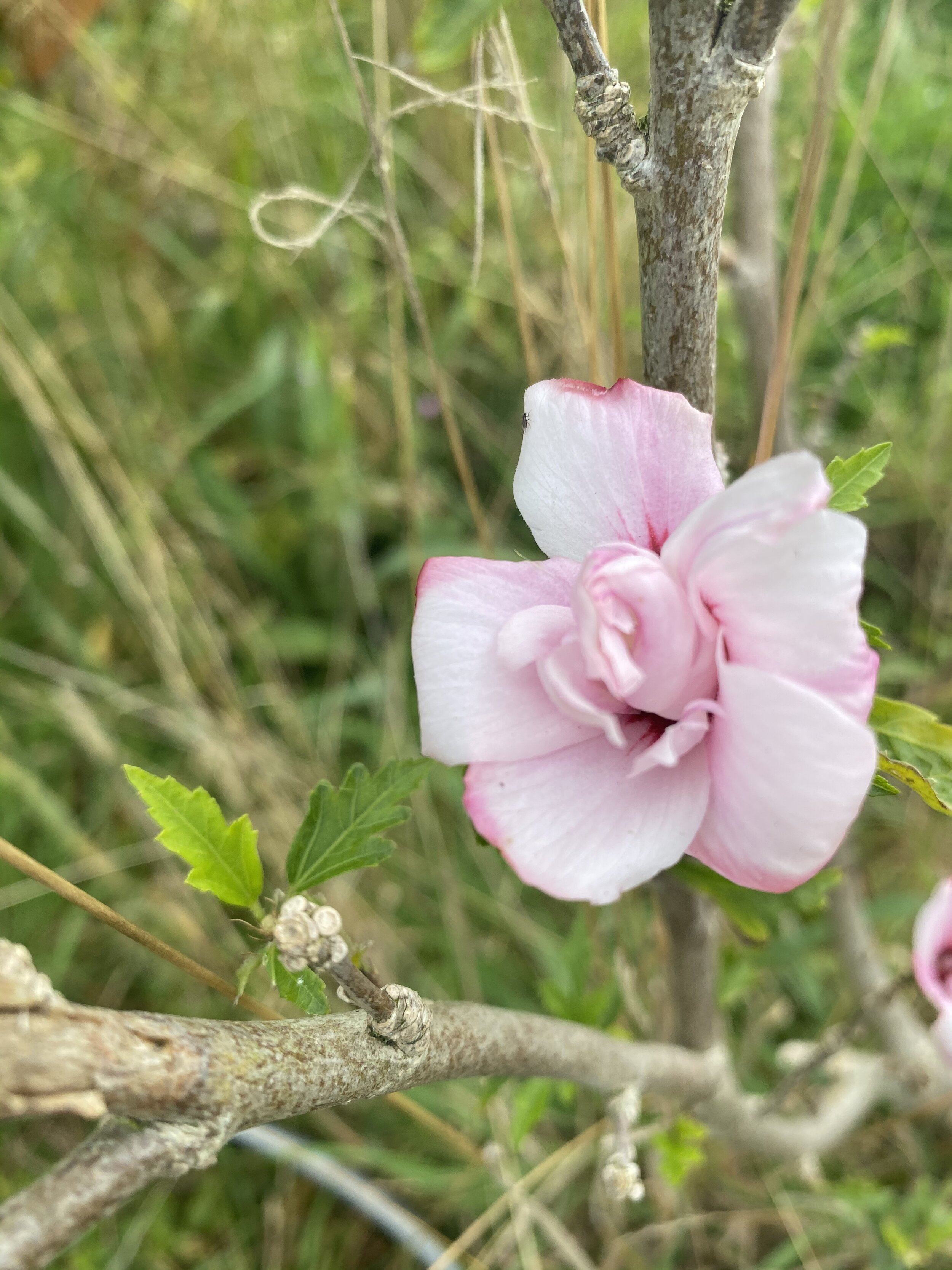 Double Hibiscus syriacus flower