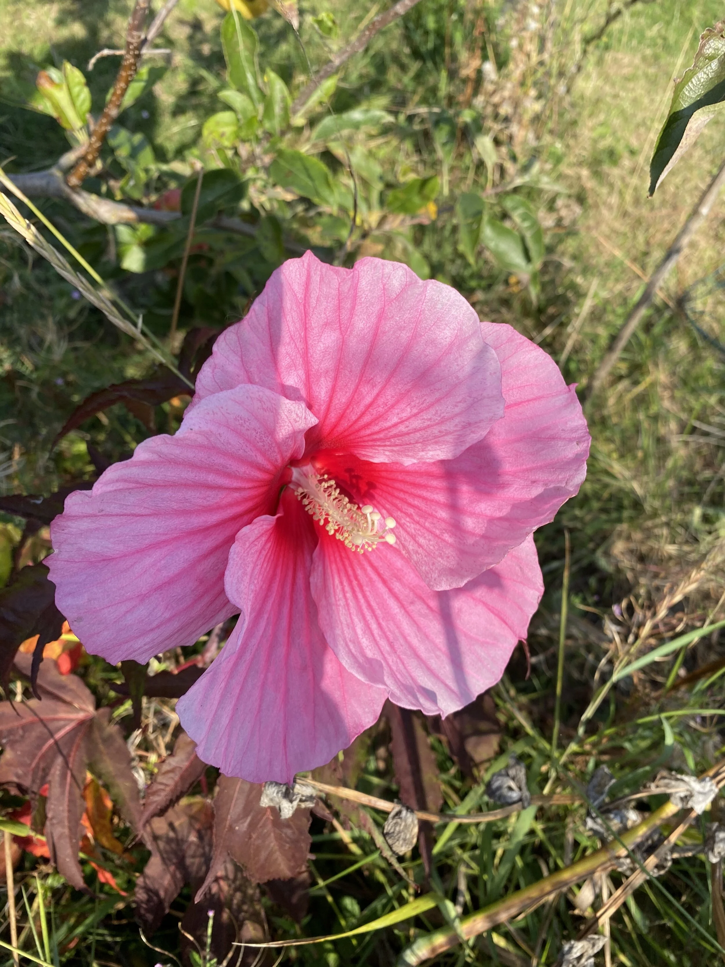 Hibiscus flowers ... but not quite as I used to know them — Kinimori