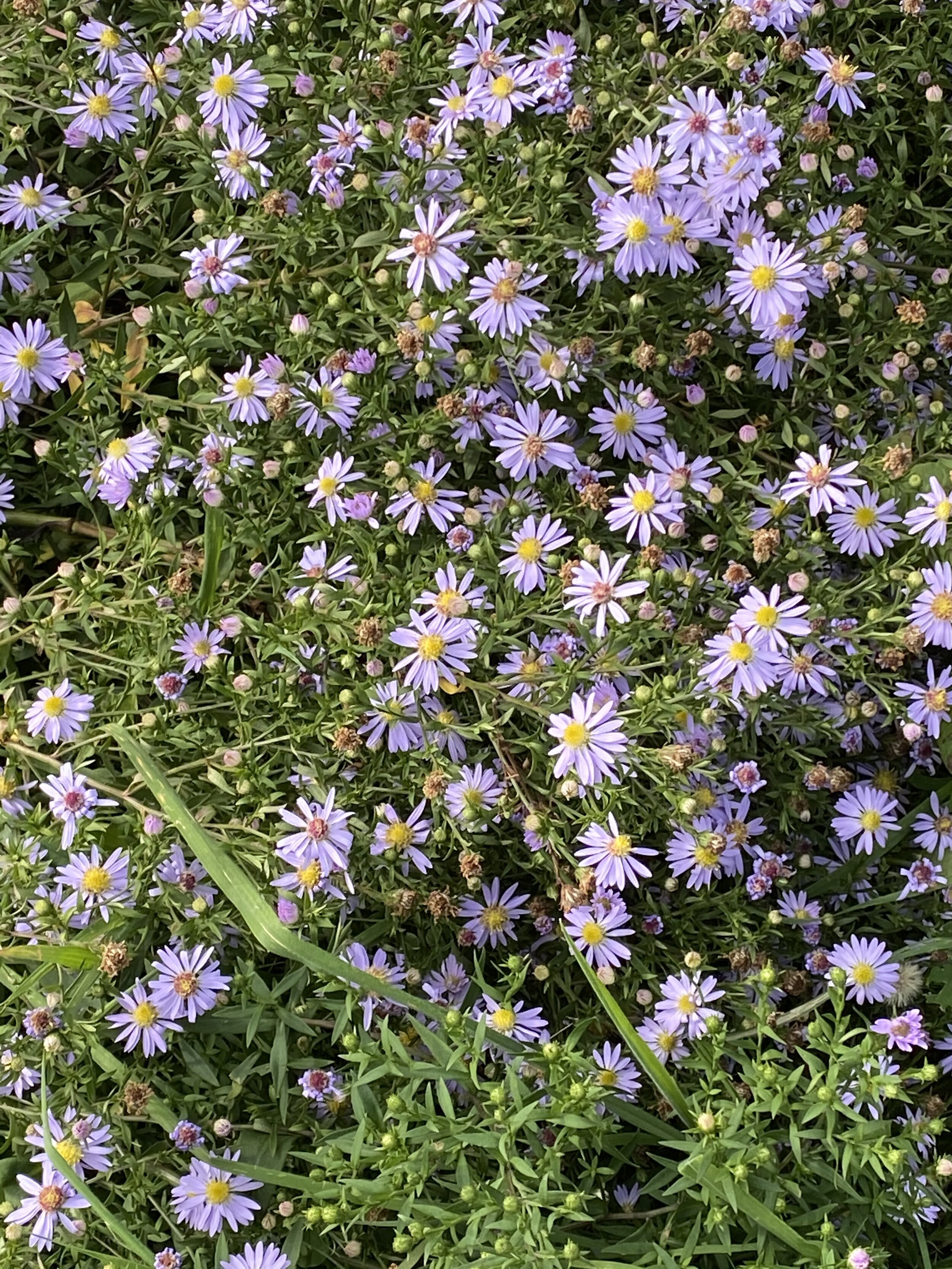 Erigeron daisies