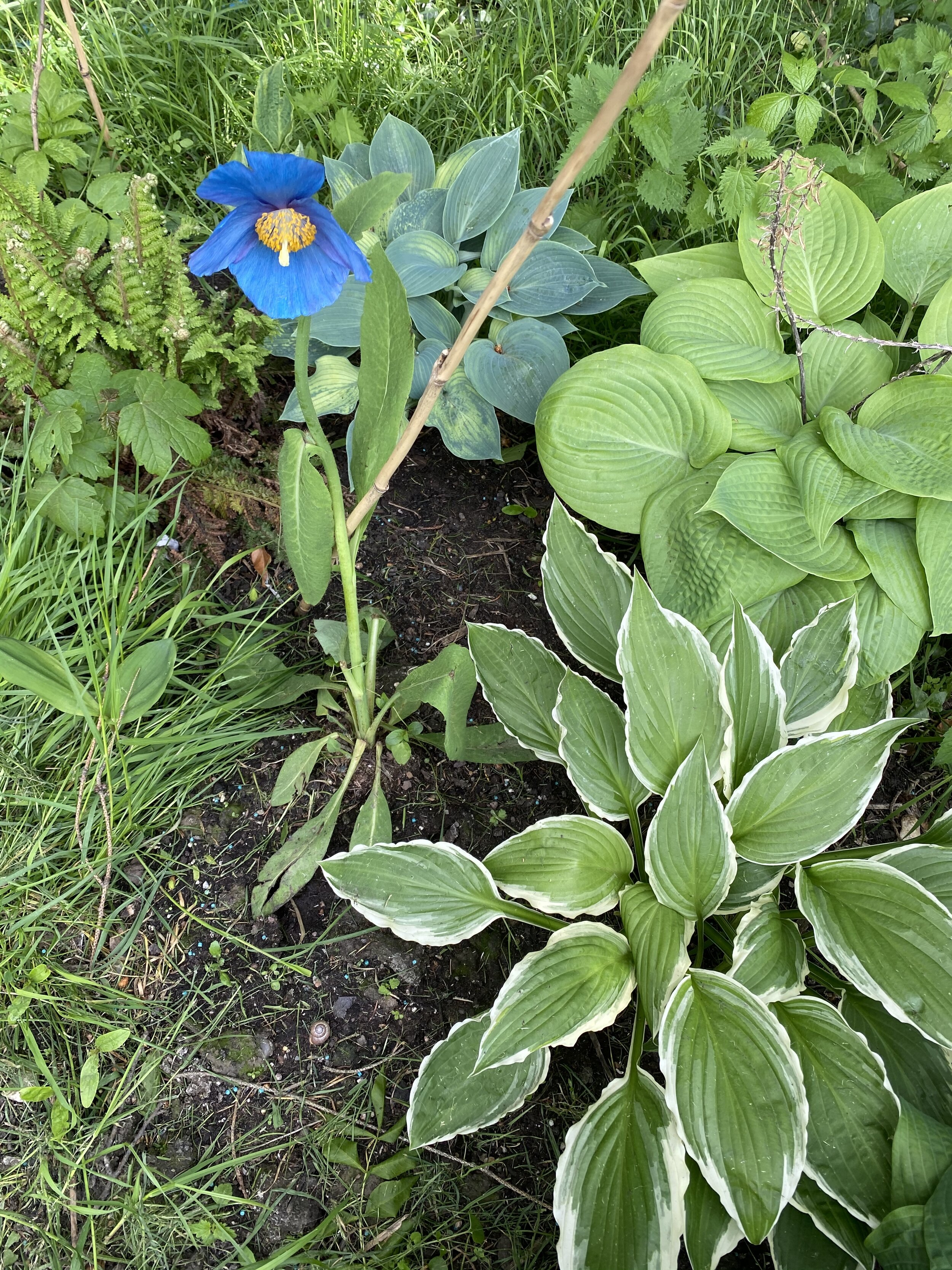Hostas. A Meconopsis bloom appears, 12 May 2020. A sunny day