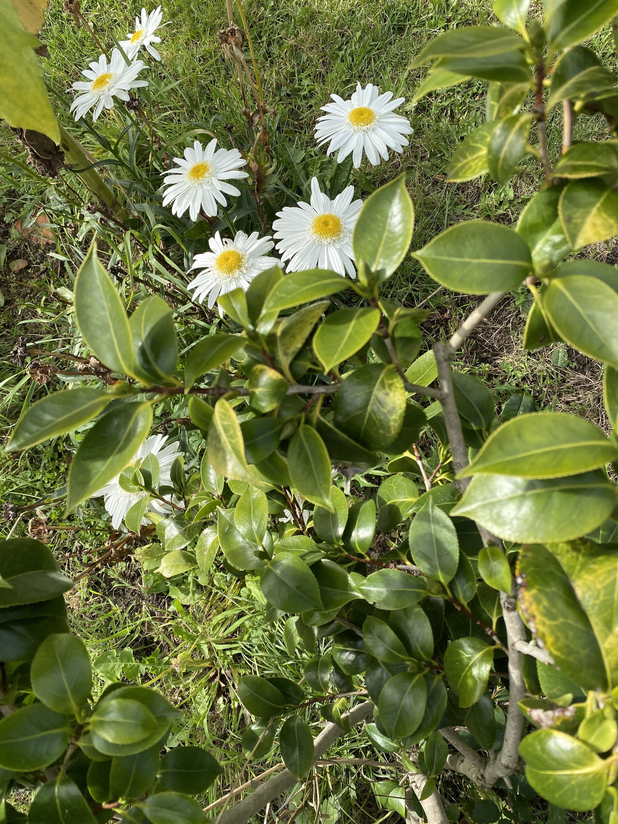 Leucanthemum daisies