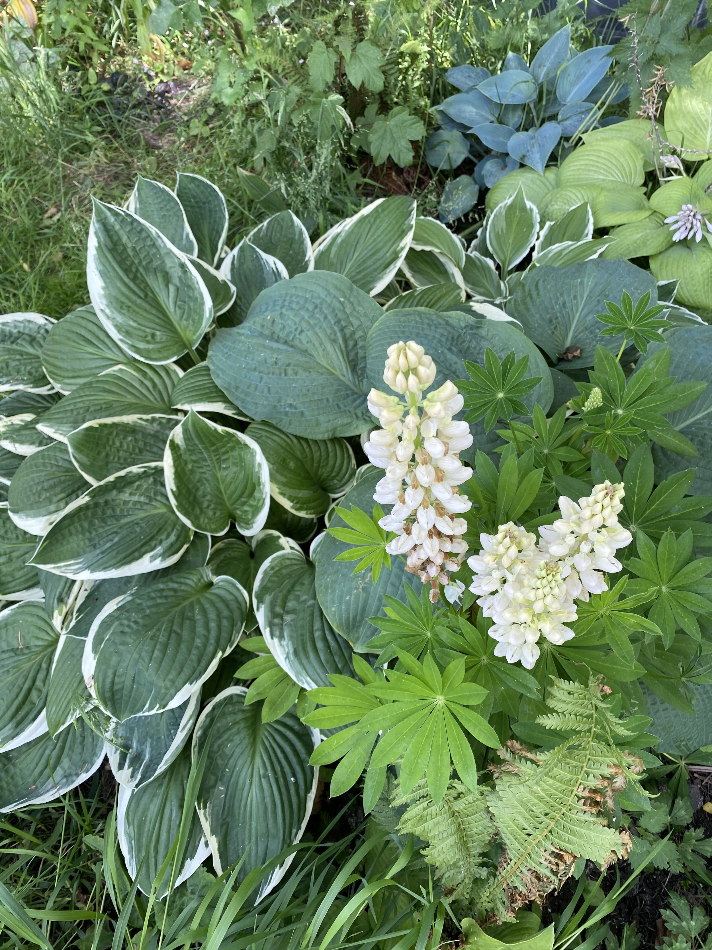 Hostas and dwarf white lupin flowers, 16 June 2020