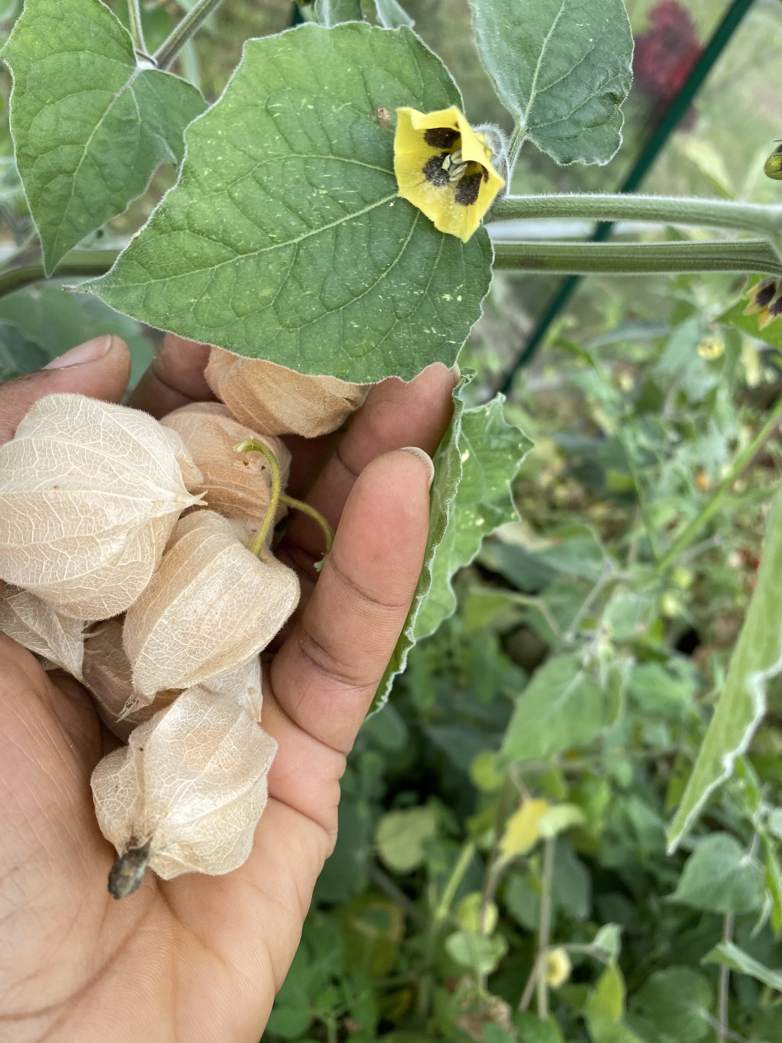 Physalis