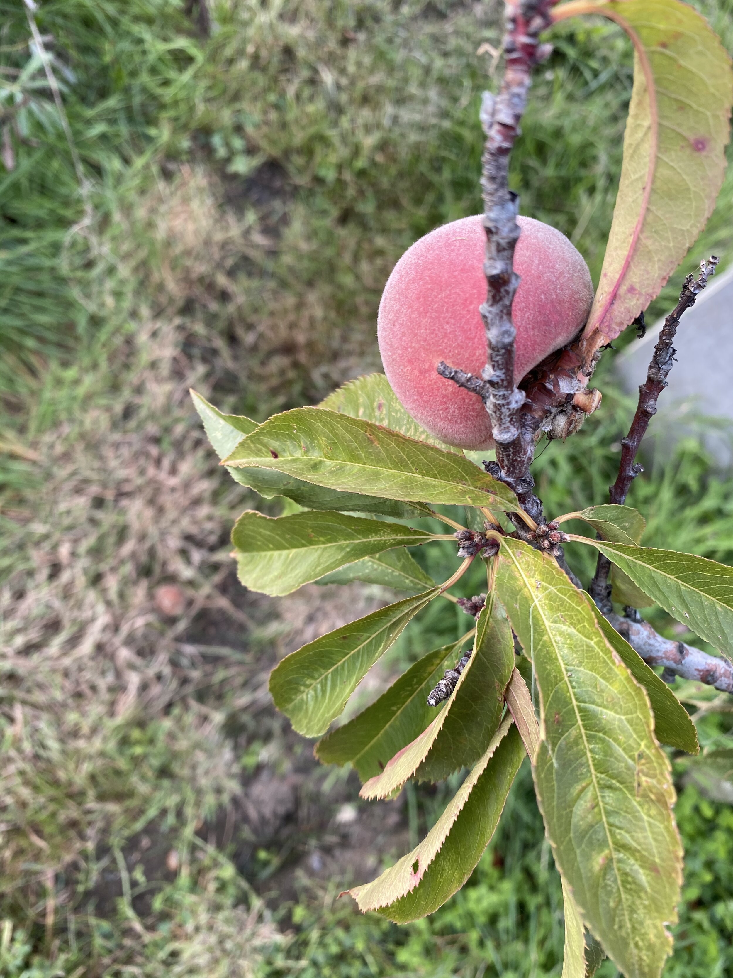 A few peaches survived the dreaded Peach Leaf Curl disease!