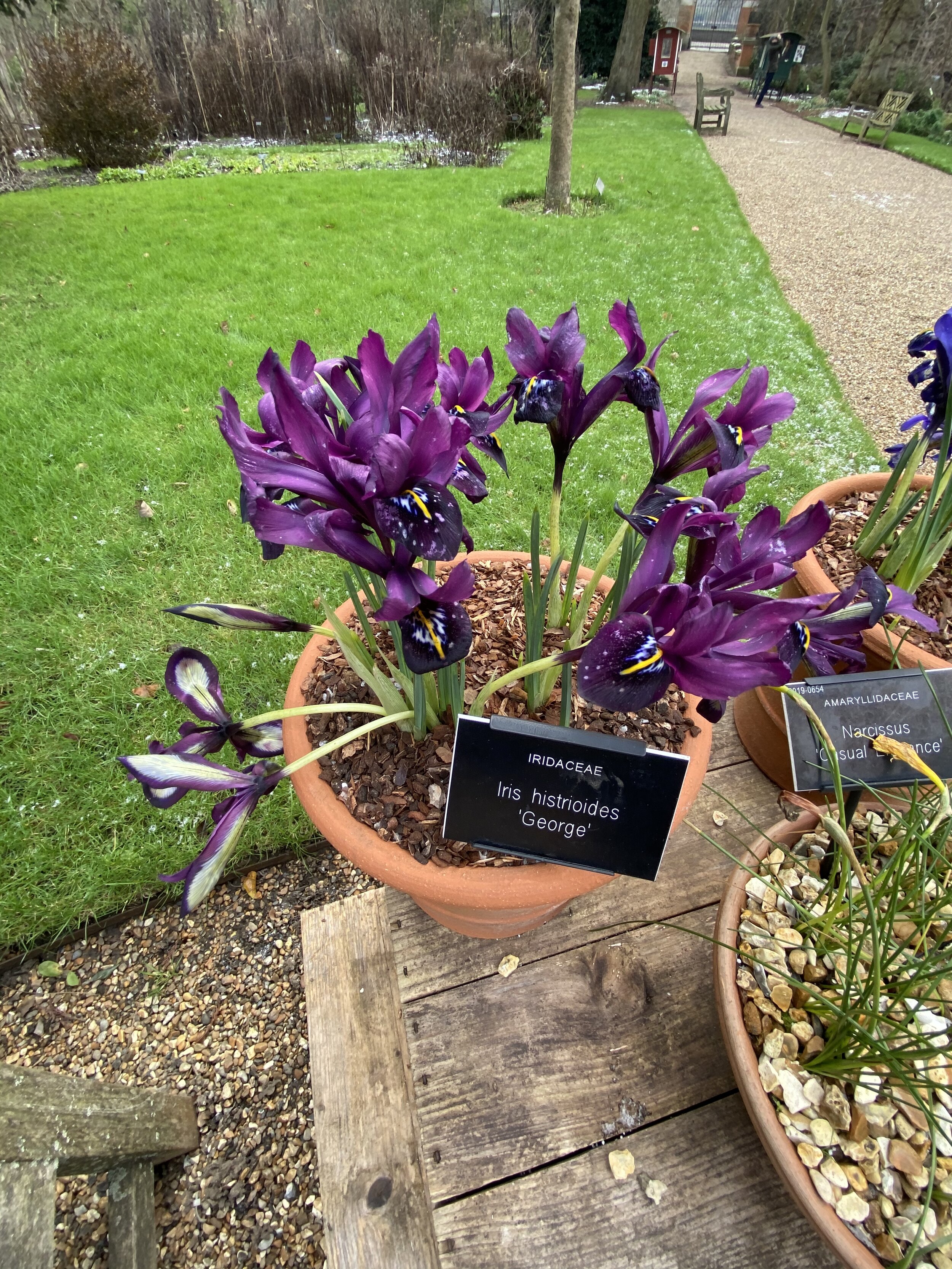 Iris histrioides 'George