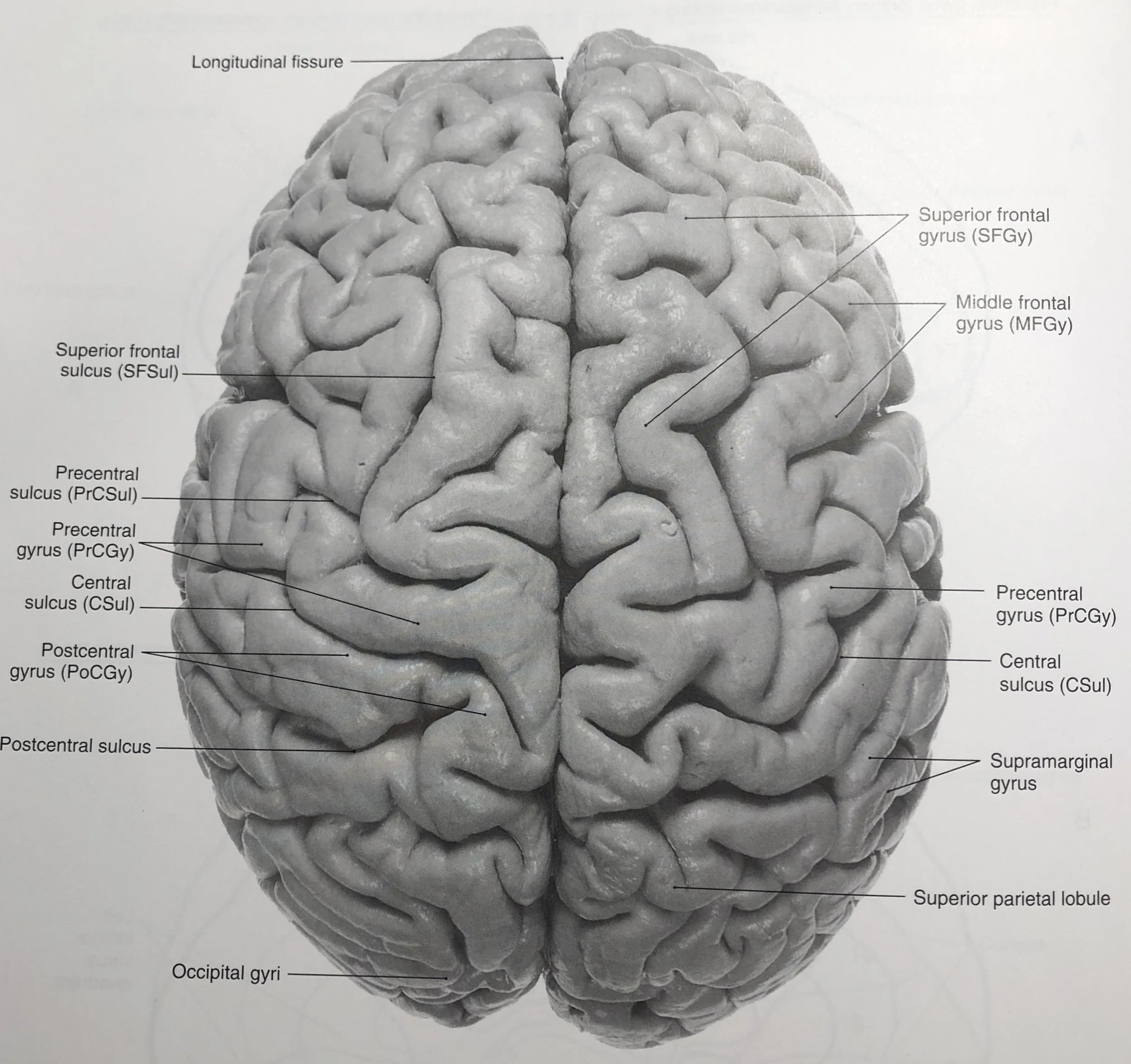 Not a Review. Rather, a Dispatch from the Front.  "The Master and His Emissary: The Divided Brain and the Making of the Western World" by Ian McGilchrist, MD 