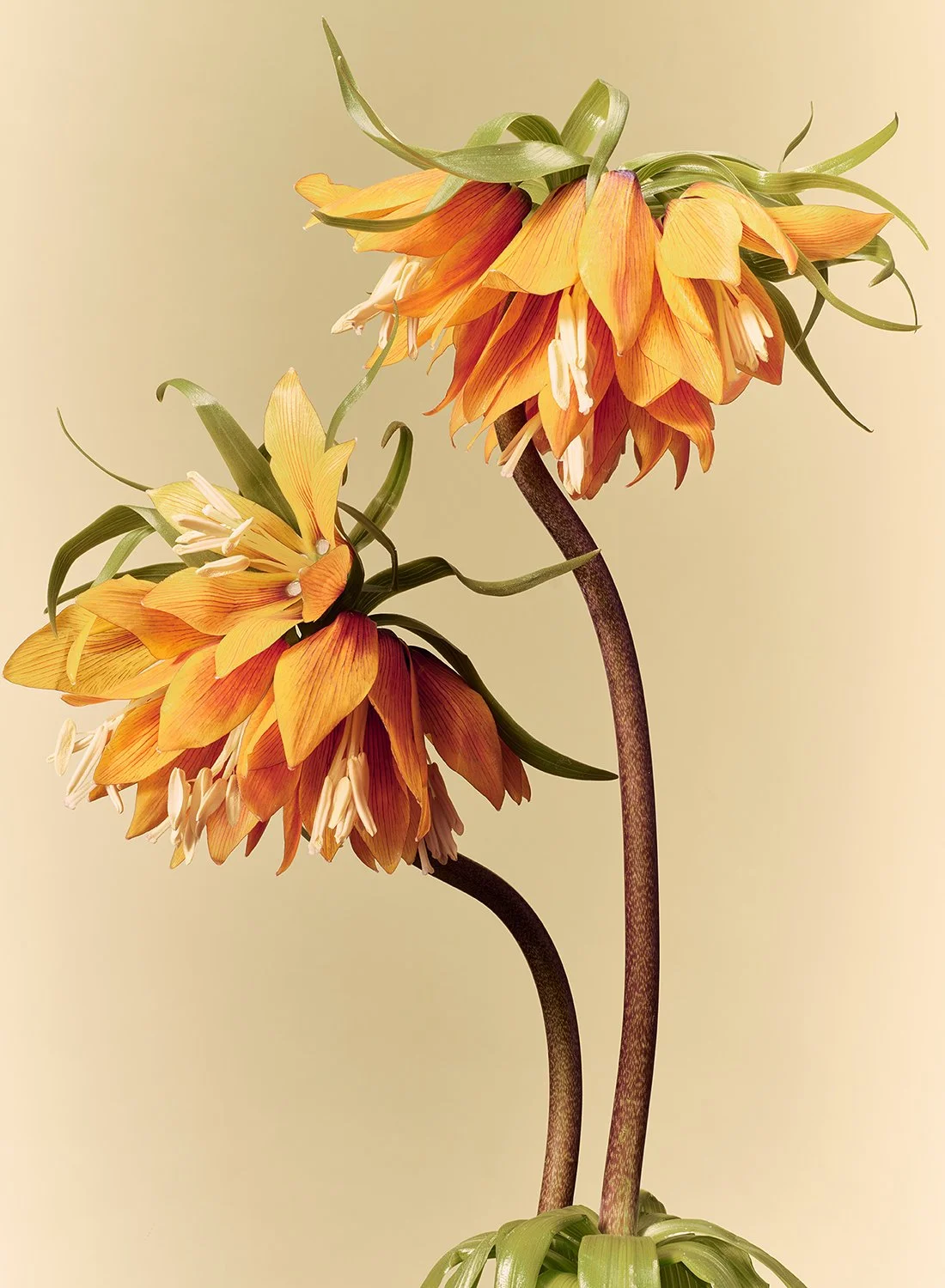 Exotic orange Fritillaria Imperialis Garland Star flowers with drooping bell-shaped blooms captured in a New York studio.
