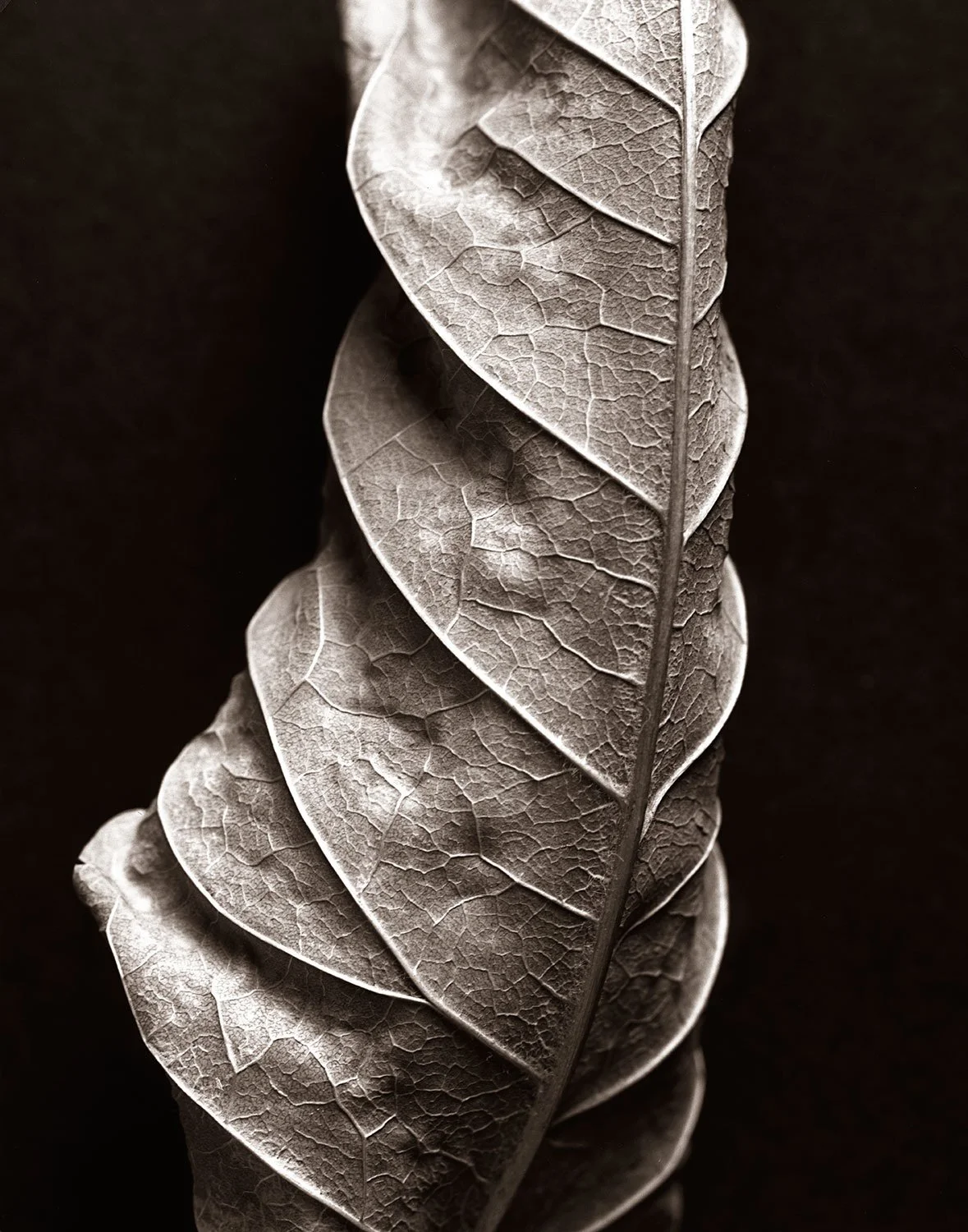 Still life photograph of a dried leaf created in a New York City studio with controlled lighting and minimal styling.