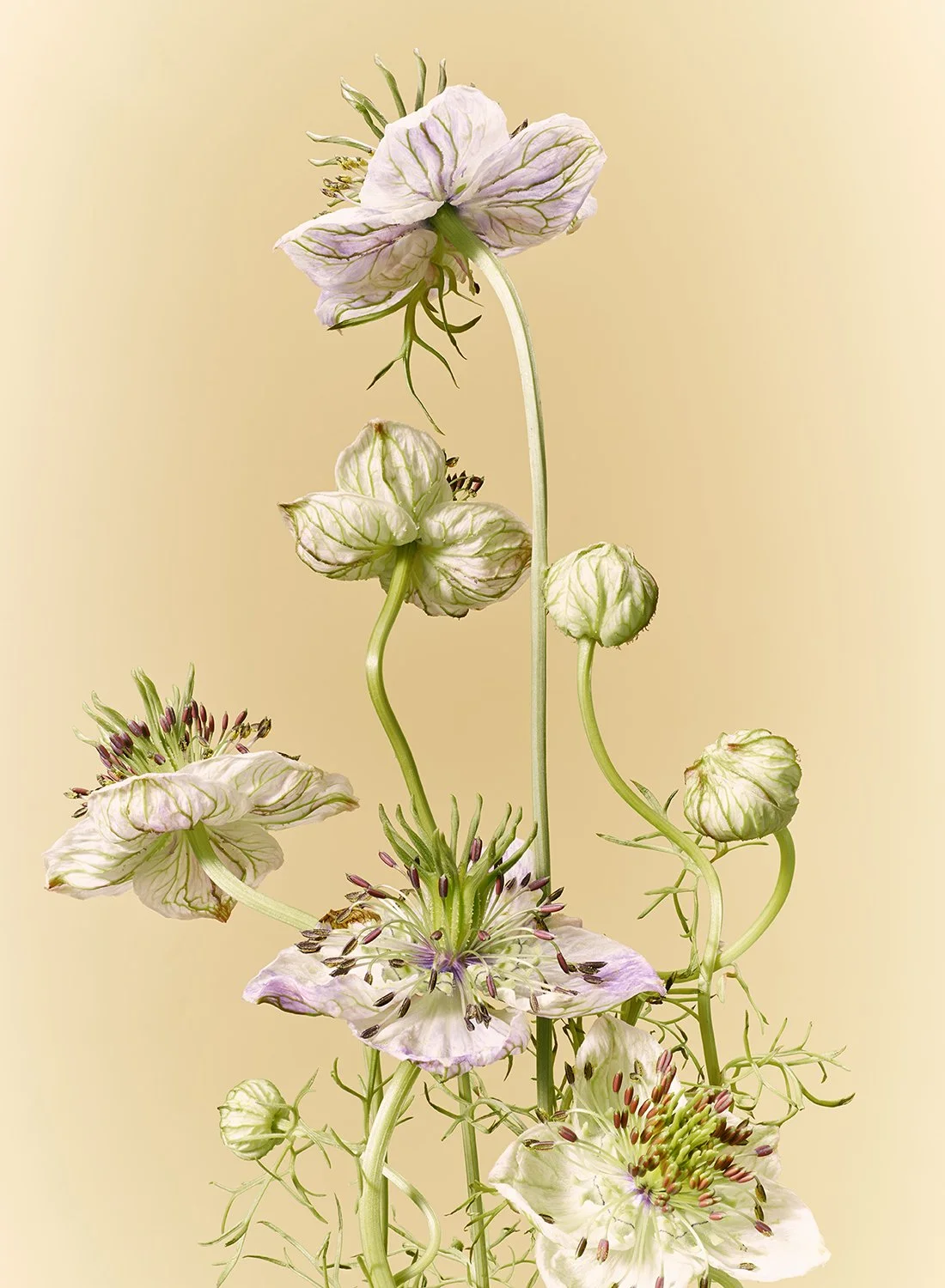 Back view of Nigella flowers and delicate green buds, showcasing the structural beauty of the plant in New York City.