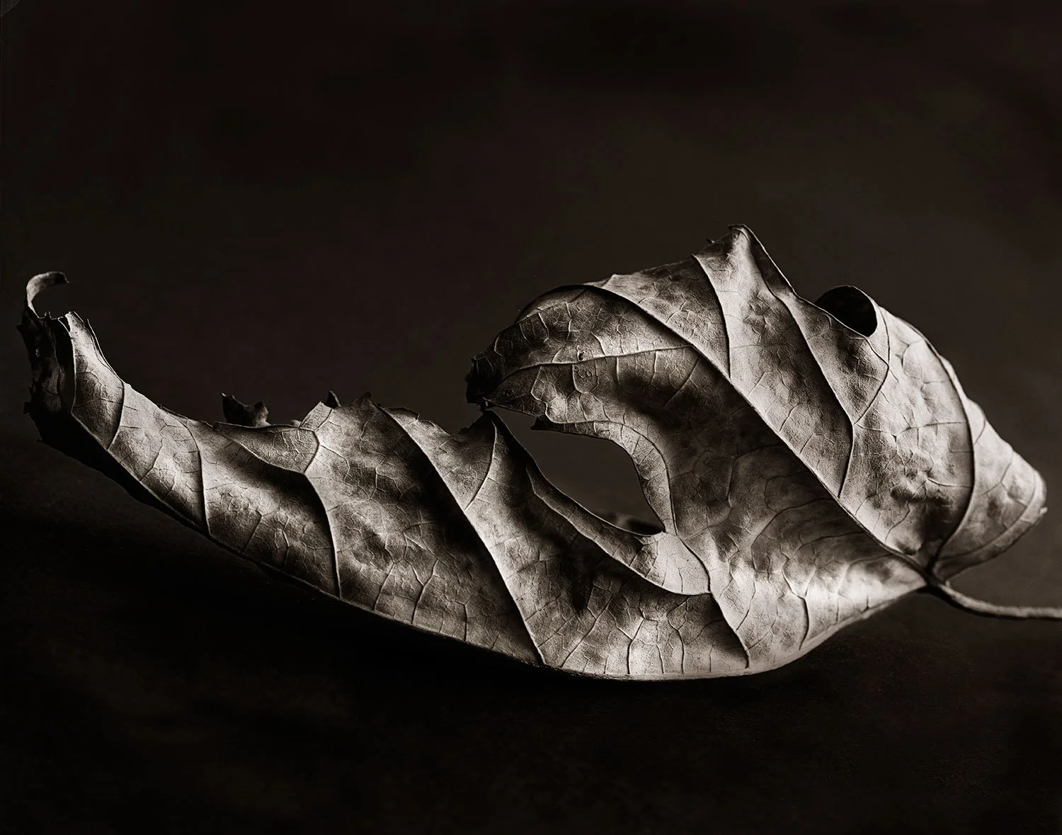 Abstract still life photograph of a curled leaf floating against a dark field, emphasizing line and movement.