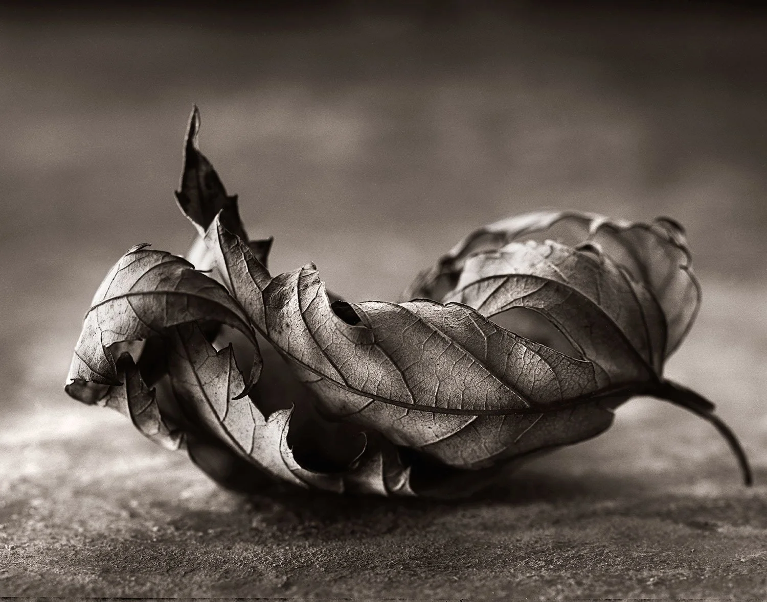Still life photograph of a twisted dried leaf emphasizing organic form, curvature, and natural texture.