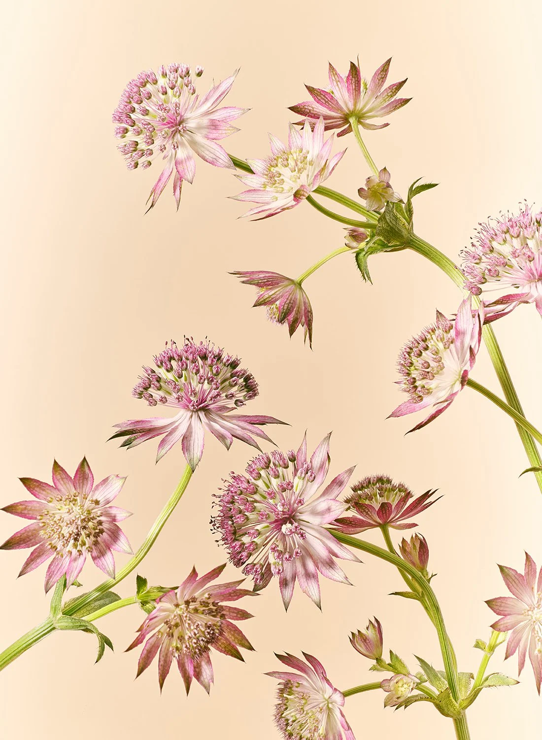 A wide-angle spread of pink Astrantia Melinda star-shaped flowers captured by NYC photographer Takamasa Ota.