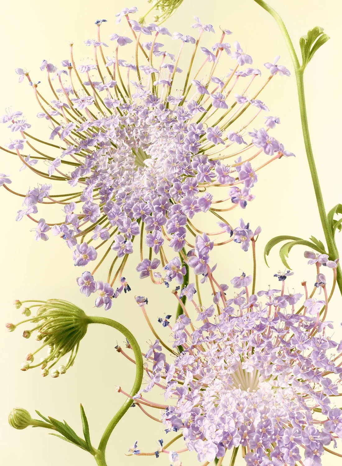 Minimalist composition of light blue Trachymene Coerulea blooms with intricate star-like textures, captured by Takamasa Ota.