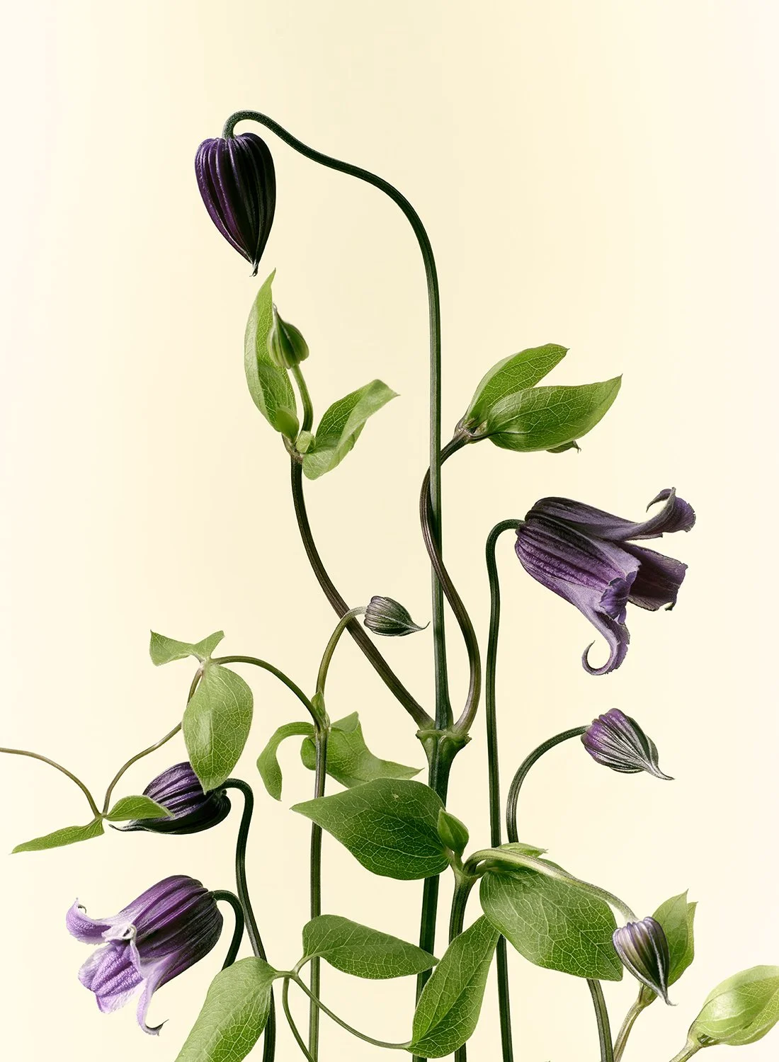 Elegant purple Clematis Rooguchi bell-shaped flowers on slender green stems, fine art floral photography by Takamasa Ota, NYC.