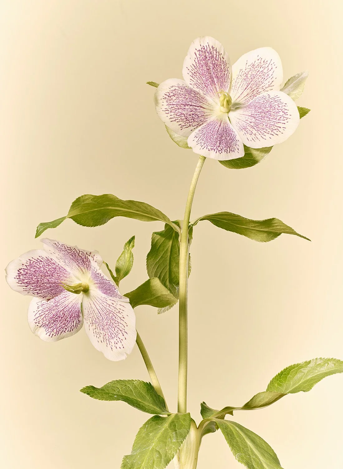 A striking Painted Double Helleborus flower with intricate purple-speckled petals and layered texture by Takamasa Ota.