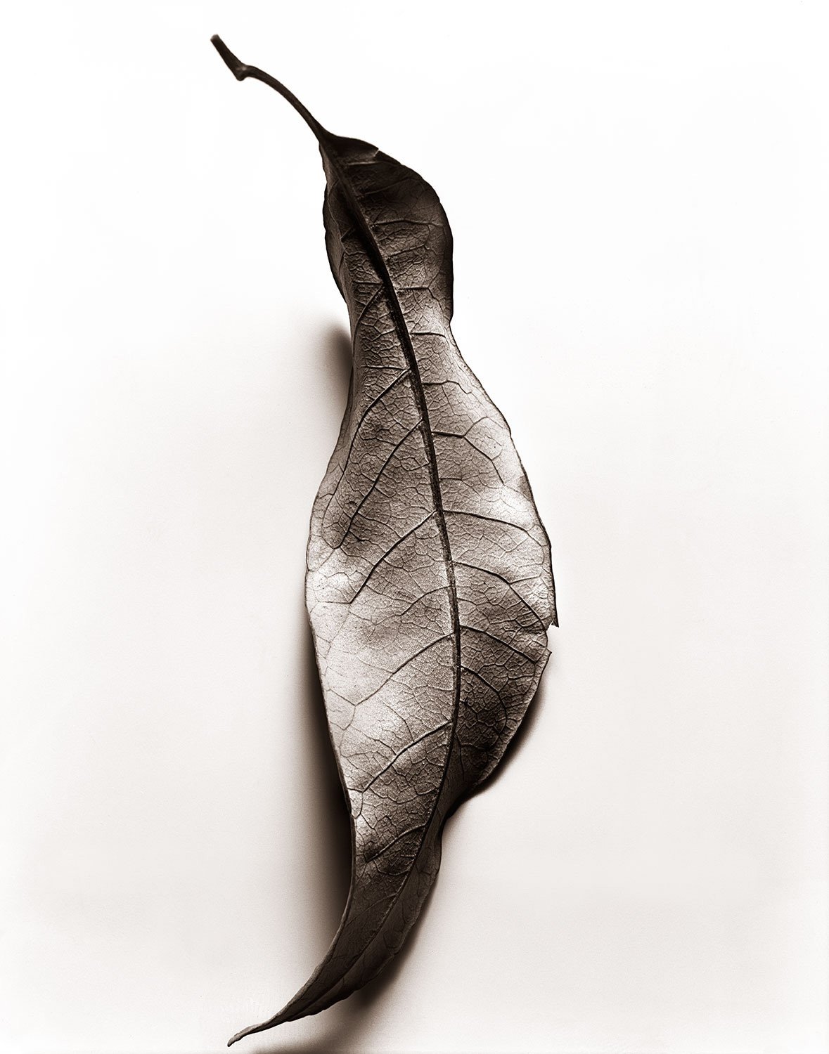 Signature still life image representing the work of commercial still life photographer Takamasa Ota based in New York City.