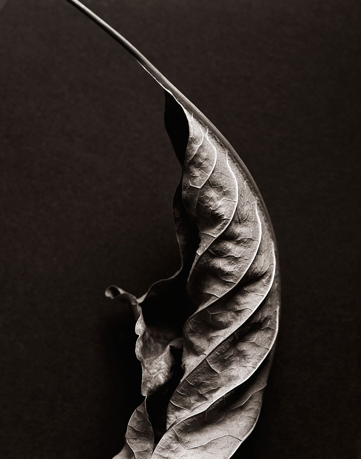 Still life leaf study photographed against a dark background, highlighting edges, veins, and sculptural depth.