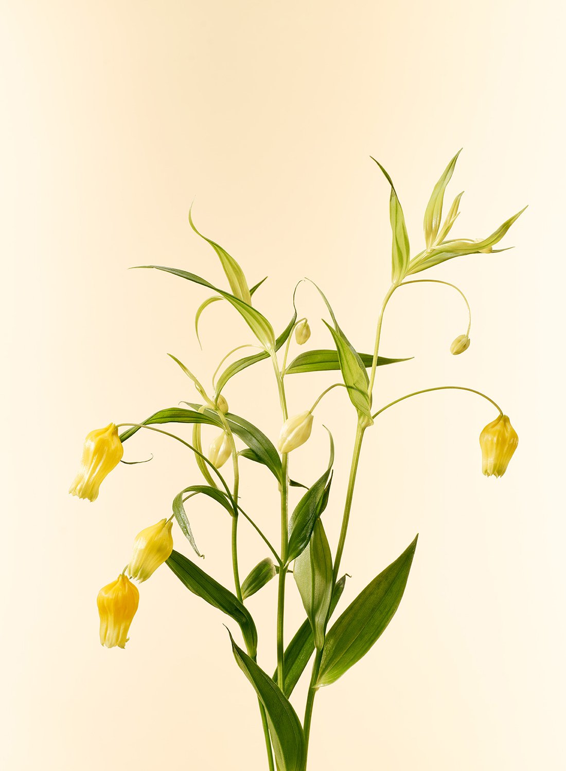A minimalist study of orange Sandersonia aurantiaca blooms, showing the unique lantern shape and delicate stems, by Takamasa Ota.