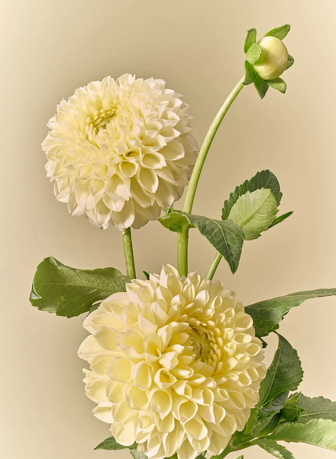 Two pale yellow pompon dahlias and a single green bud arranged against a soft cream background.