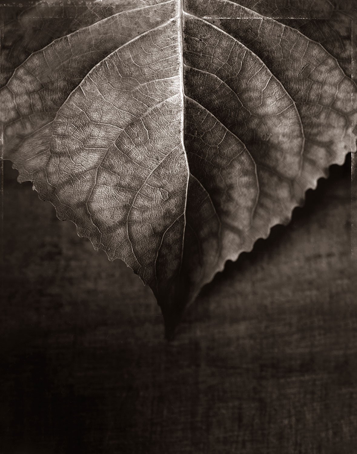 Monochrome still life photograph of a dried leaf viewed from above, with fine veins and directional light revealing surface texture.