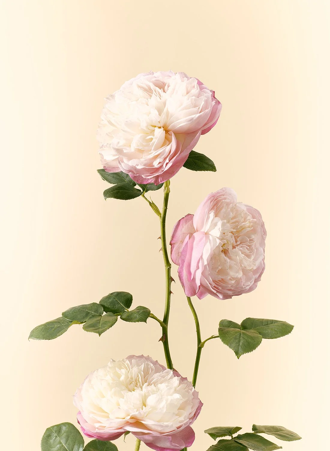 A delicate Ranunculus flower with layered, paper-thin petals and a soft green stem, captured in a minimalist studio style by Takamasa Ota in NYC.