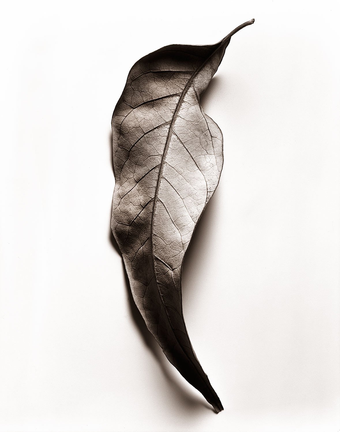 Minimal still life leaf photograph created in a New York City studio with soft light and open negative space.