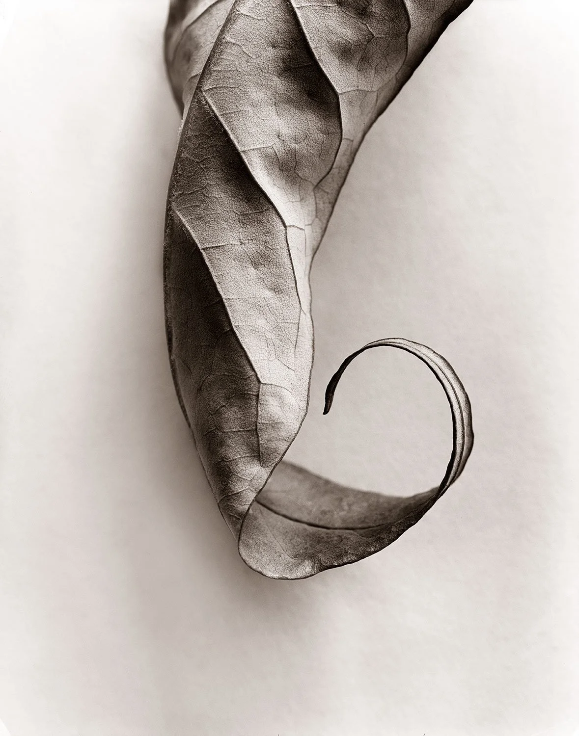 Close-up monochrome still life image showing layered leaf edges and fine surface detail in soft studio light.