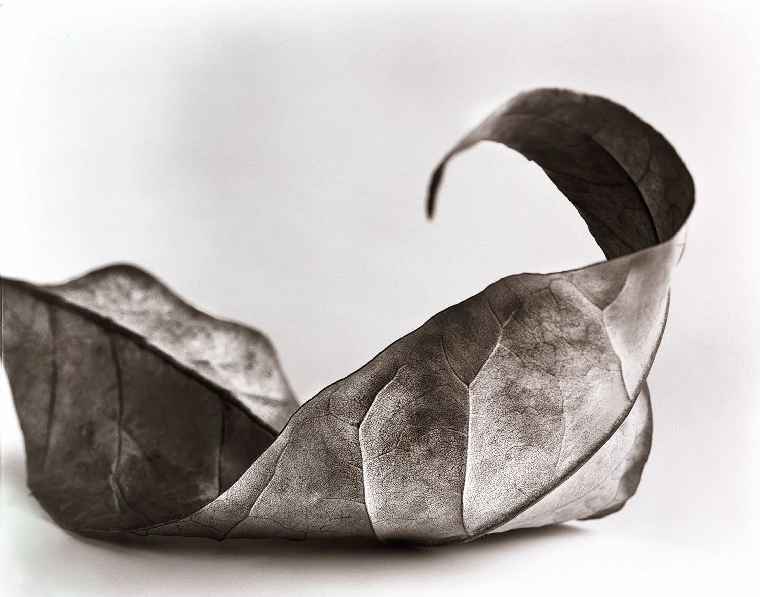 Fine art still life photograph of a single dried leaf by Takamasa Ota, emphasizing clean composition and tonal balance.