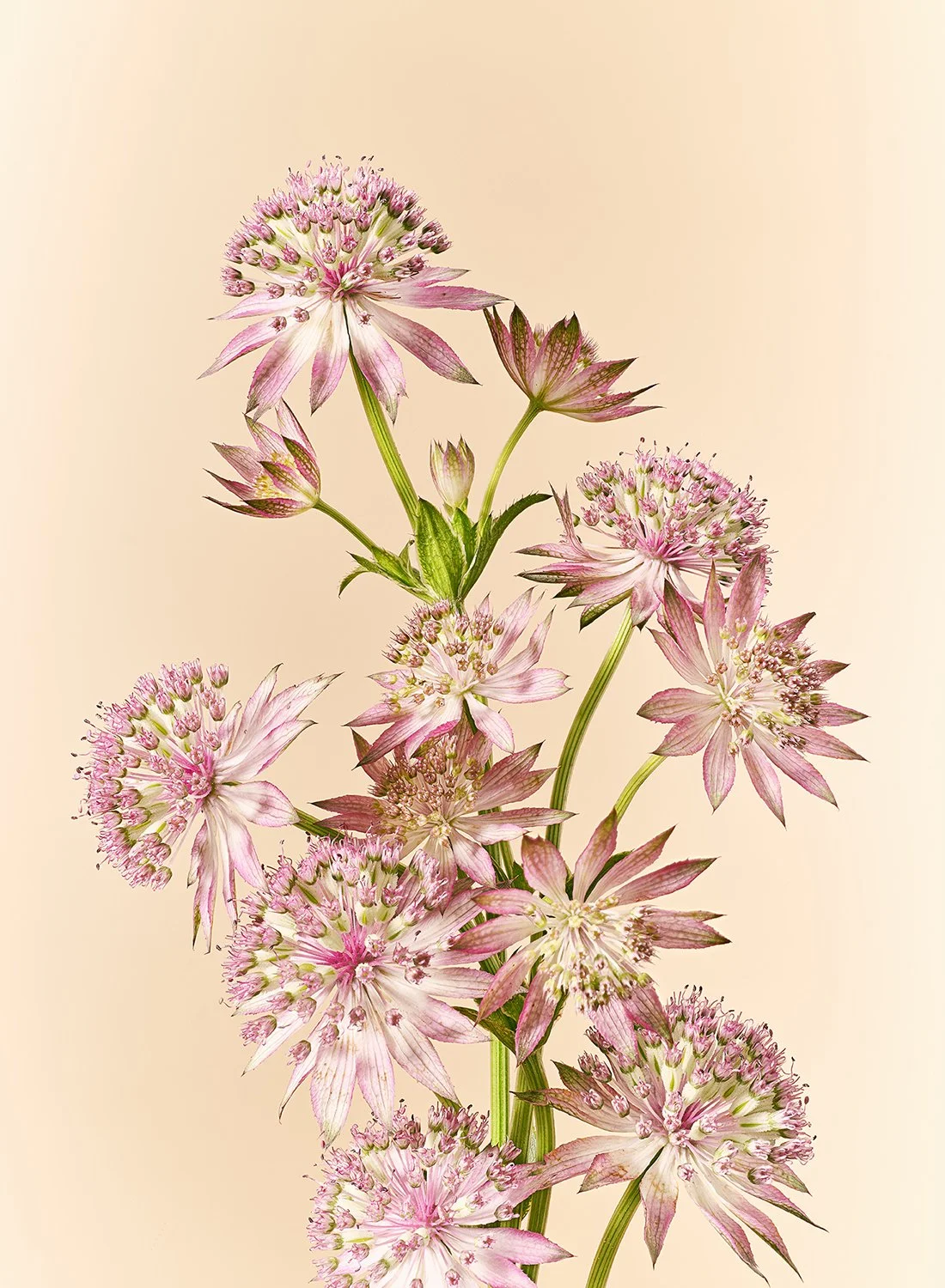 Studio close-up of pink Astrantia 'Melinda' flowers featuring star-shaped bracts and green stems against a soft beige background