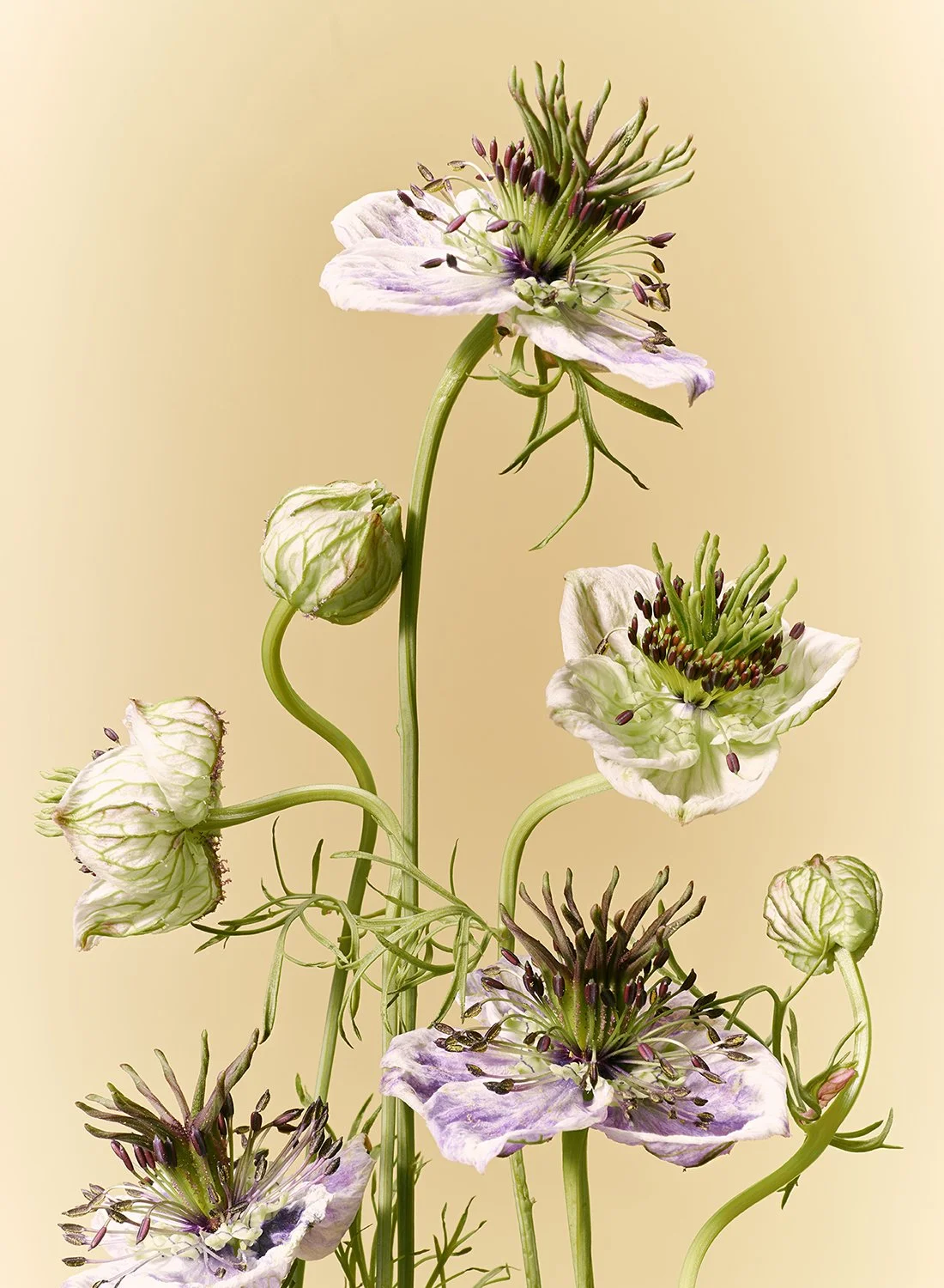 Purple and white Nigella flowers, also known as Love-in-a-mist, in a minimalist studio setting by Takamasa Ota.