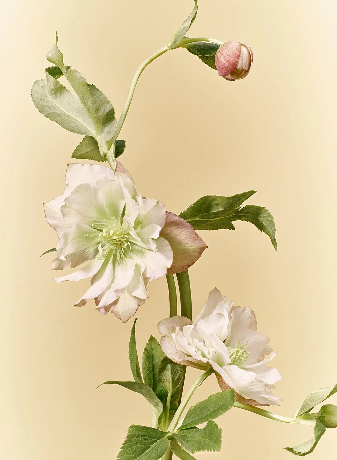 A vertical arrangement of soft pink Helleborus blooms against a warm neutral background in NYC.