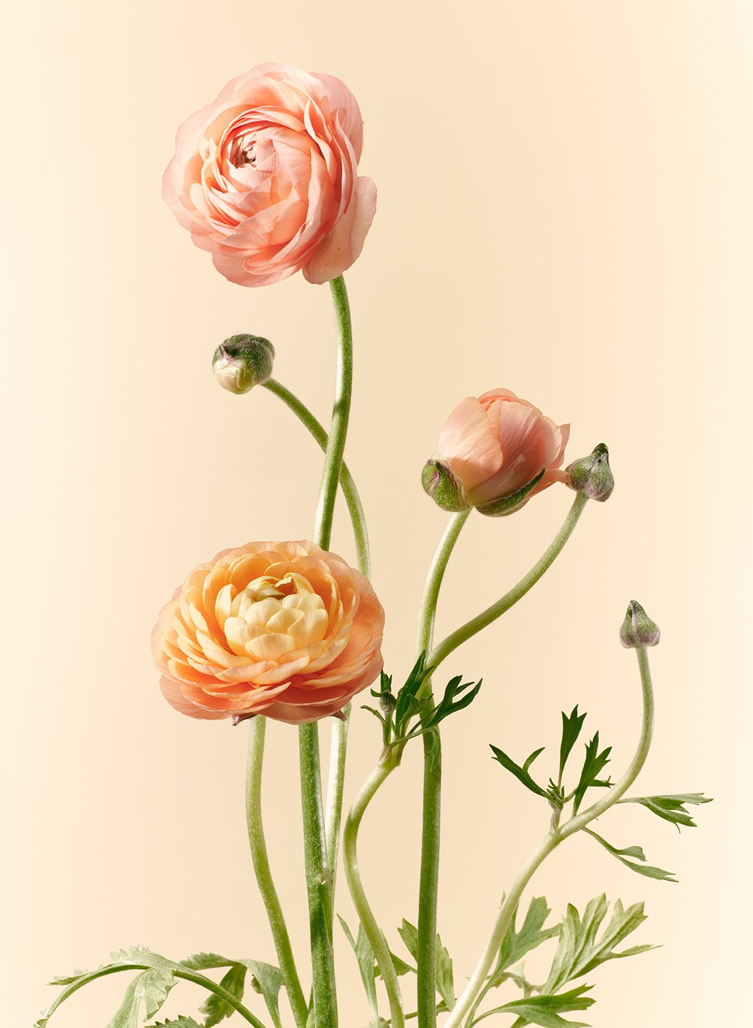 A delicate Ranunculus flower with layered, paper-thin petals and a soft green stem, captured in a minimalist studio style by Takamasa Ota in NYC.