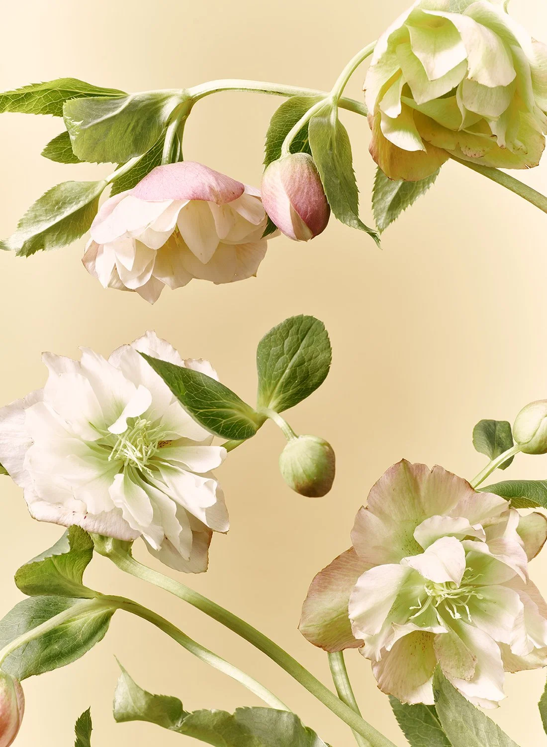 Close-up of delicate pink and white Helleborus flowers with green buds by Takamasa Ota.