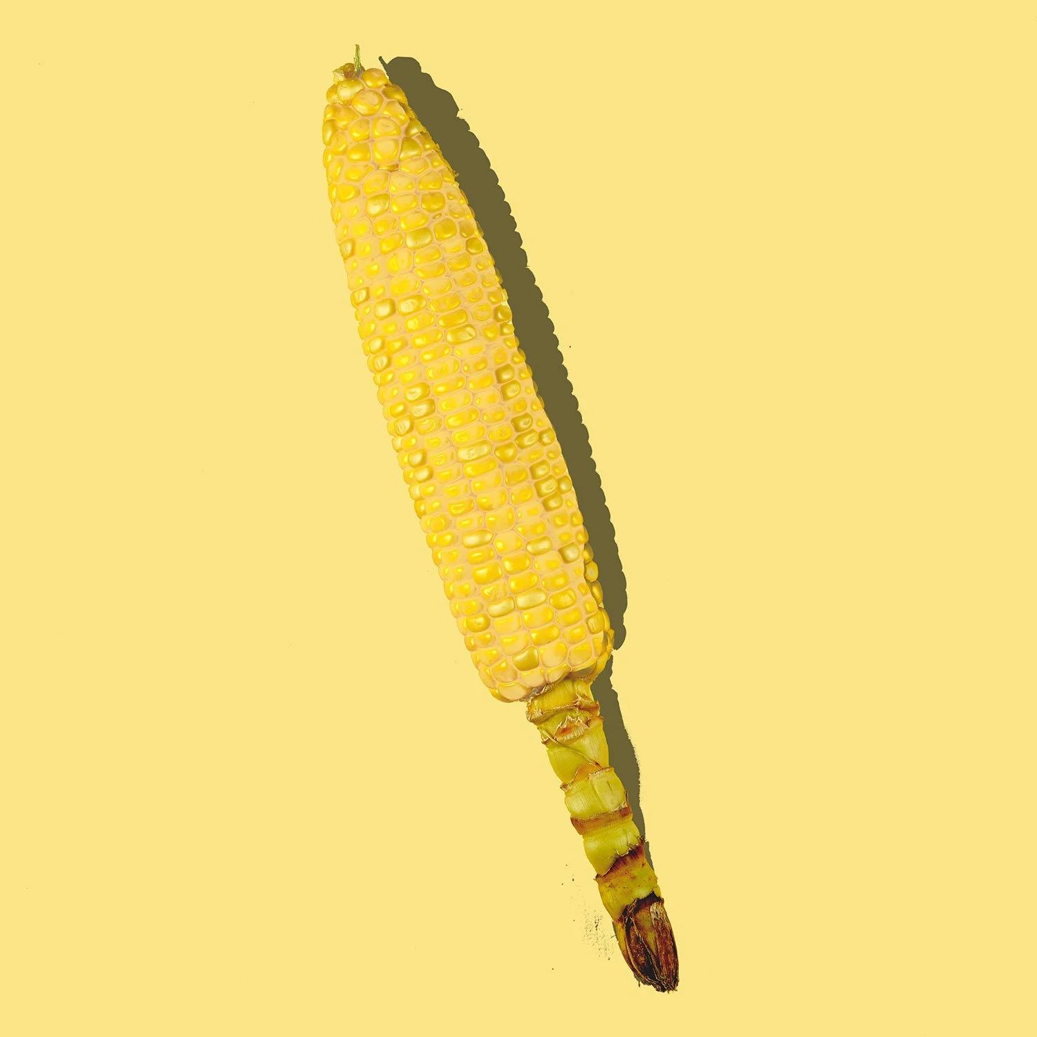 A detailed study of a single corn cob with a sharp shadow against a vibrant yellow backdrop by Takamasa Ota.
